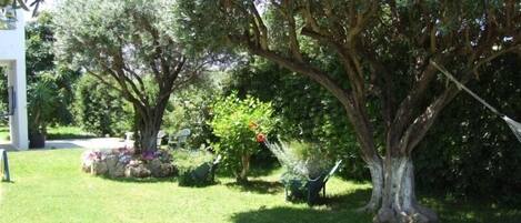 Um jardim com diversas árvores e um edifício branco.