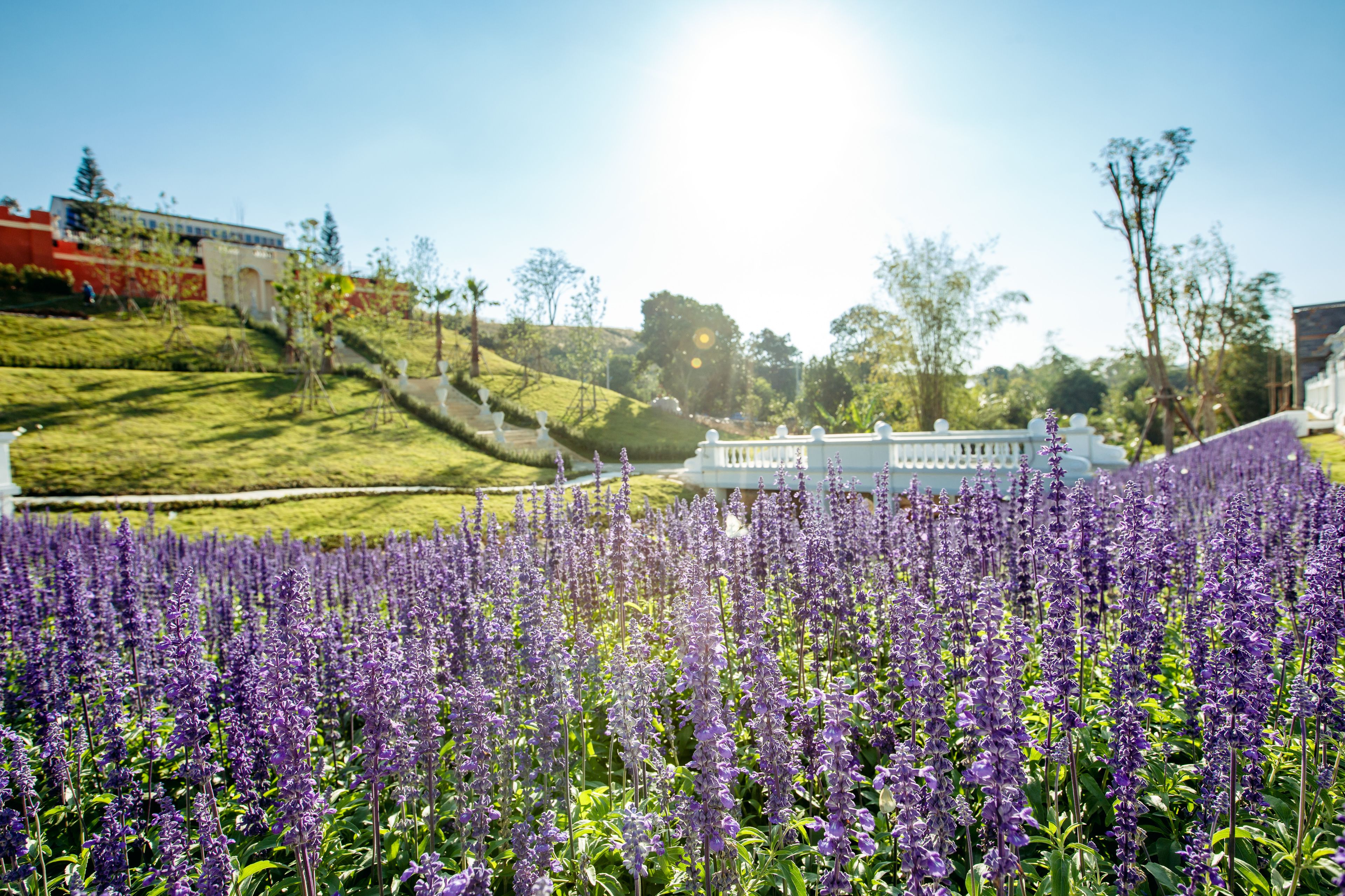 A field of purple flowers with a white building in the background.