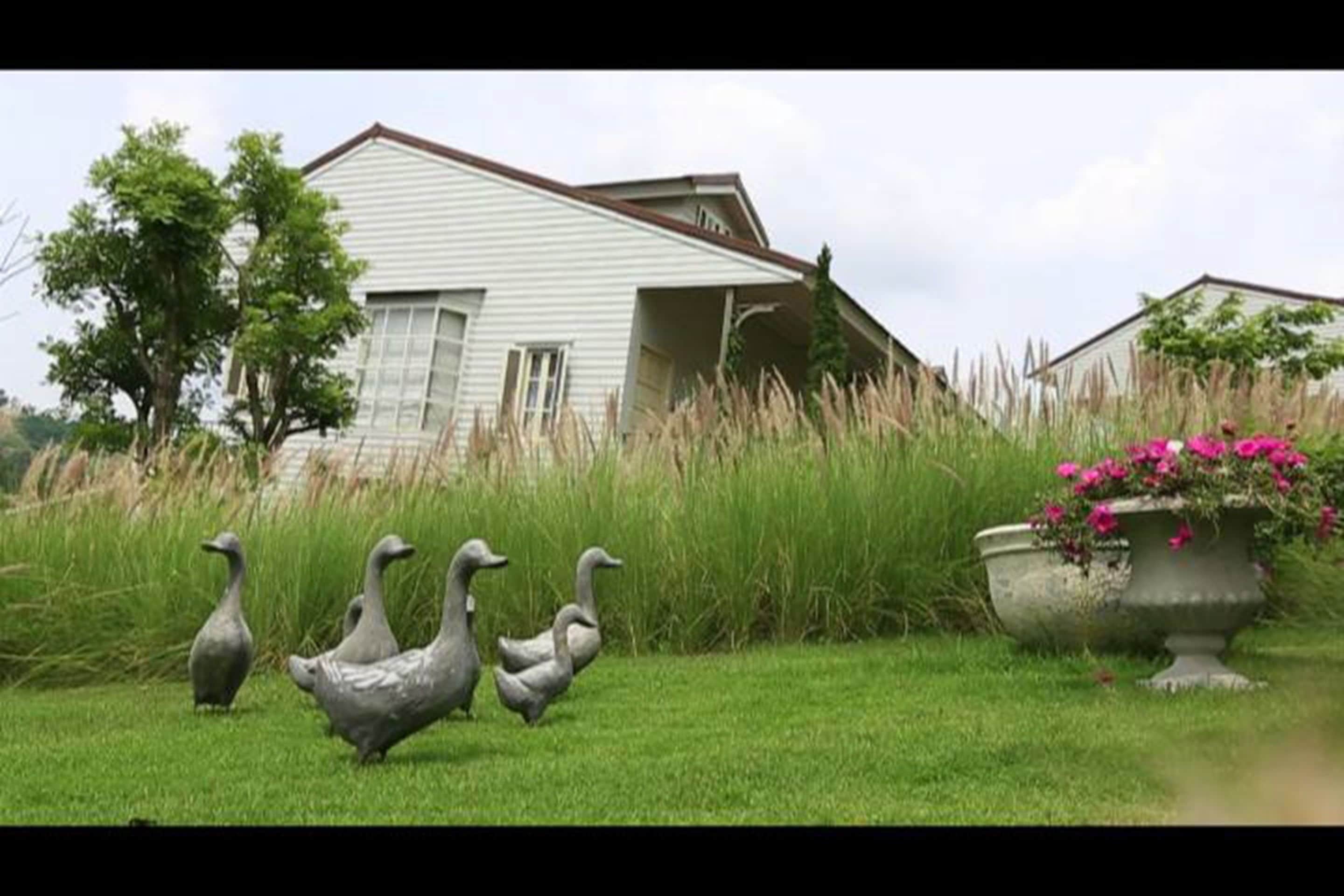 A house with a sloped roof, surrounded by tall grass and a few ducks.