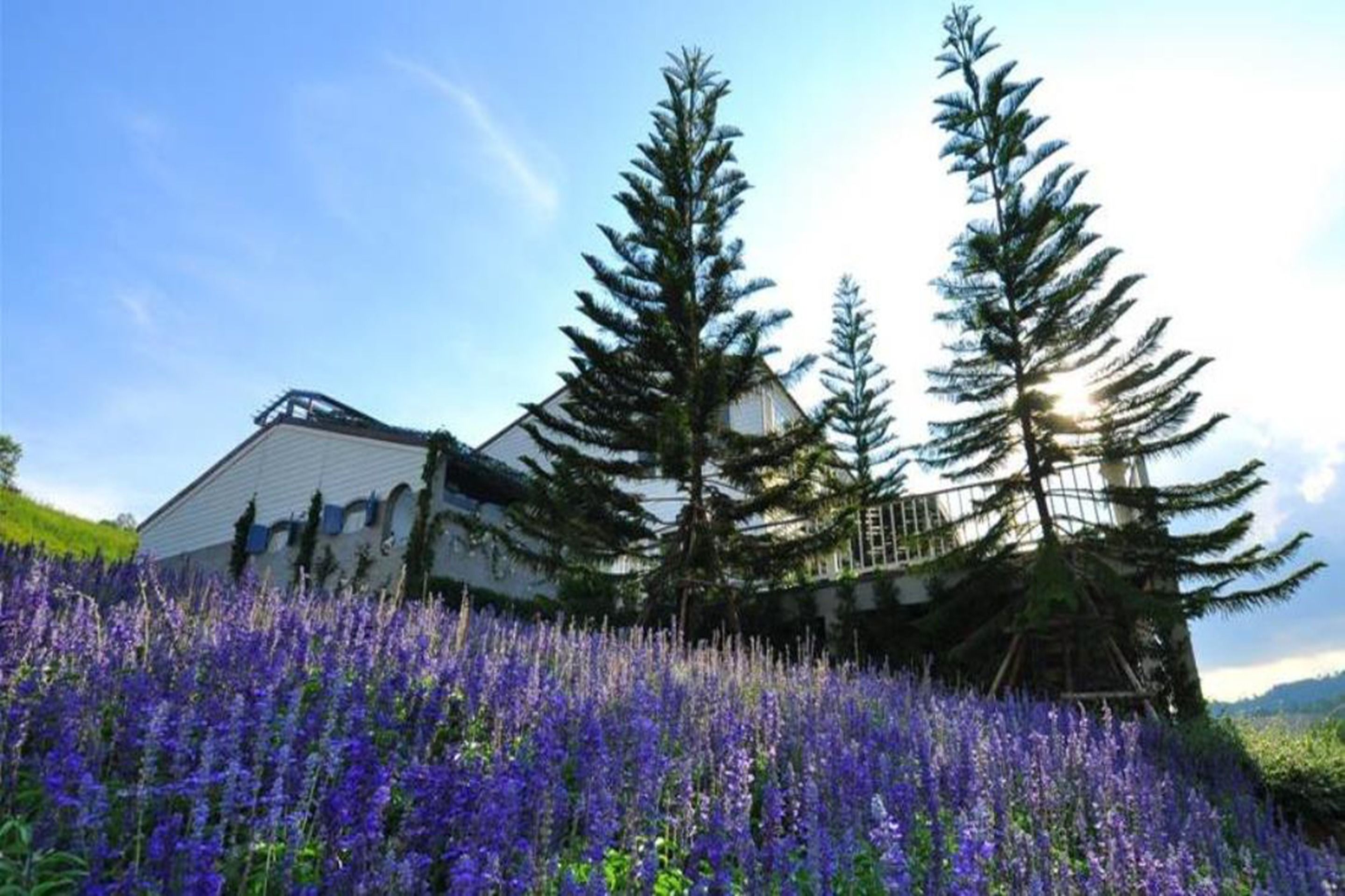 Ein Haus mit einem Balkon mit Blick auf ein Feld violetter Blumen.