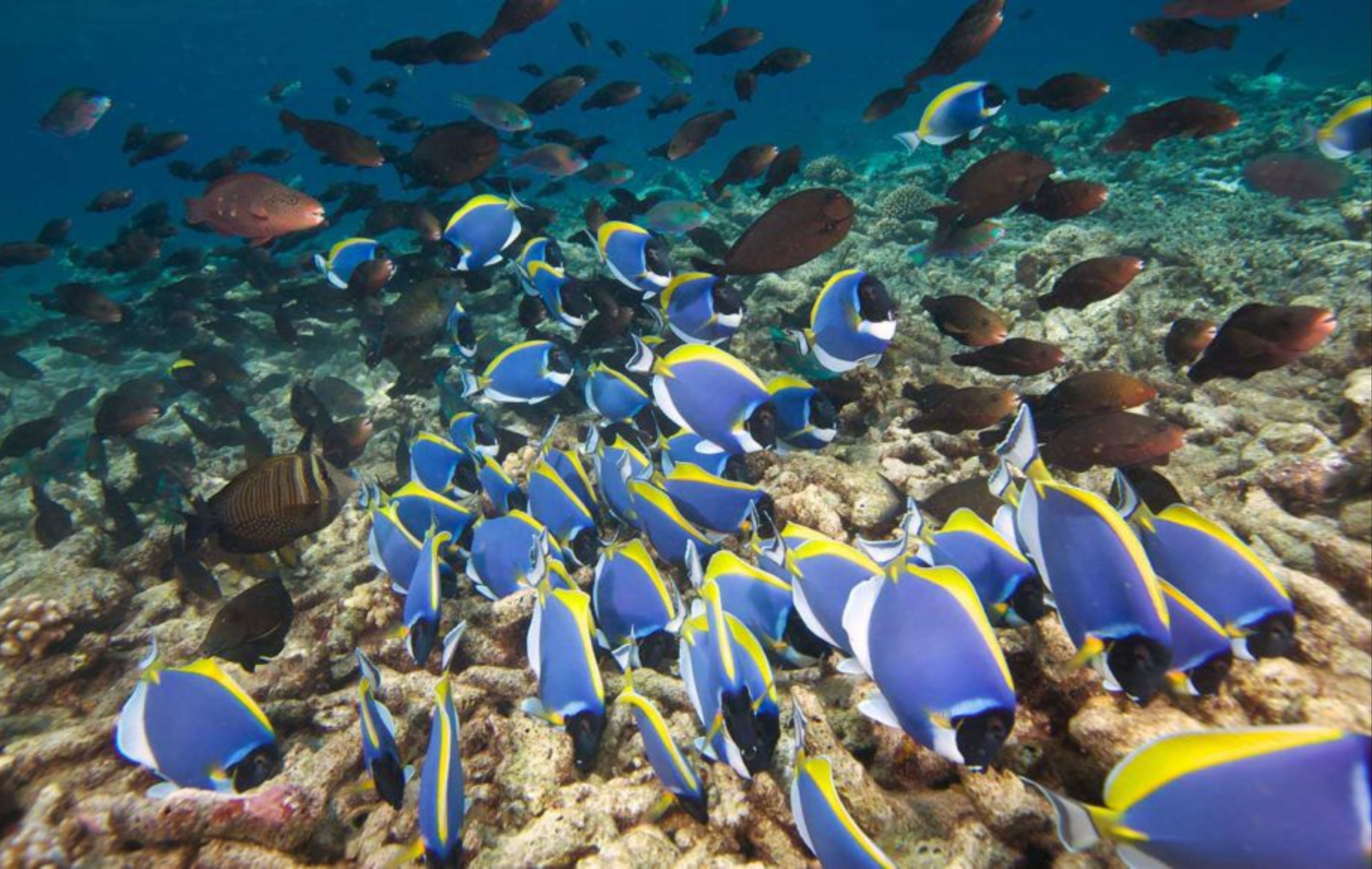 A coral reef with a school of blue and yellow fish swimming around.