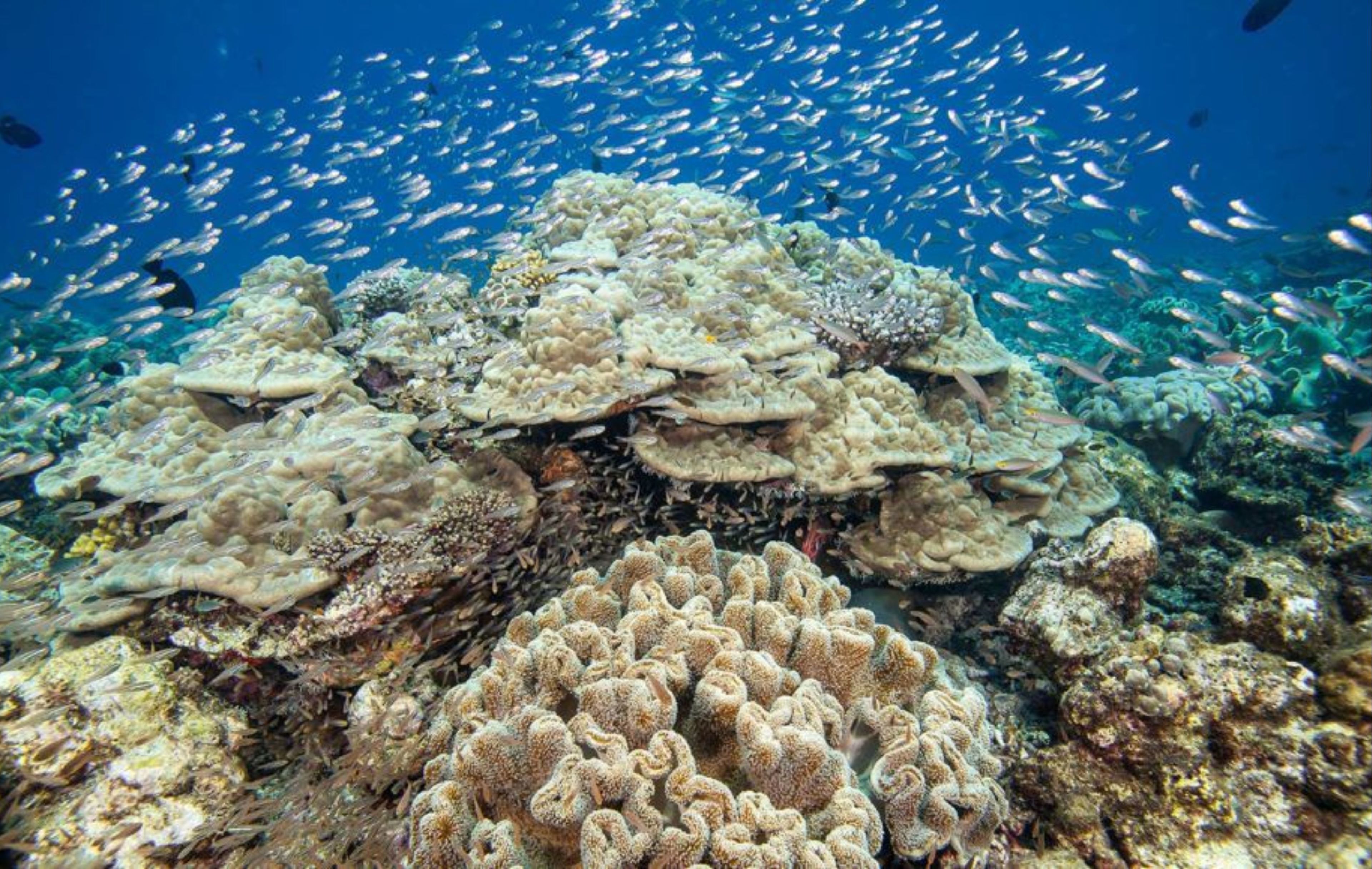 A coral reef with diverse marine life and a school of fish swimming above.