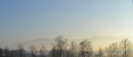 A misty landscape with bare trees and distant mountains.