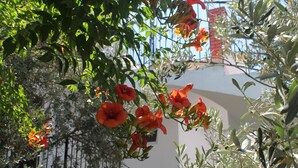 A garden with orange flowers and green foliage. - Lizo Hotel (Kas)