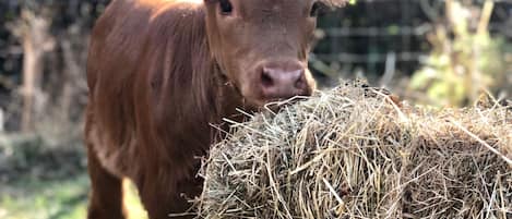 Una vaca marrón al lado de un fardo de heno.
