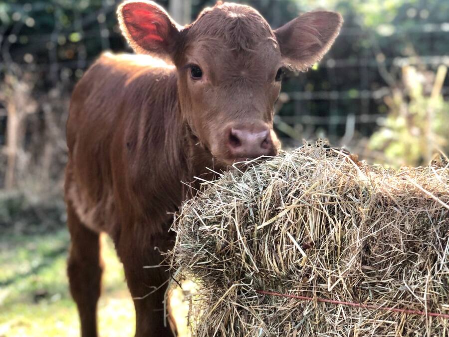 A brown cow standing next to a hay bale.