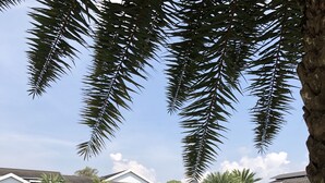A swimming pool with clear blue water, surrounded by palm trees and a building with a sloped roof. - Mari Hostel (Ipoh)