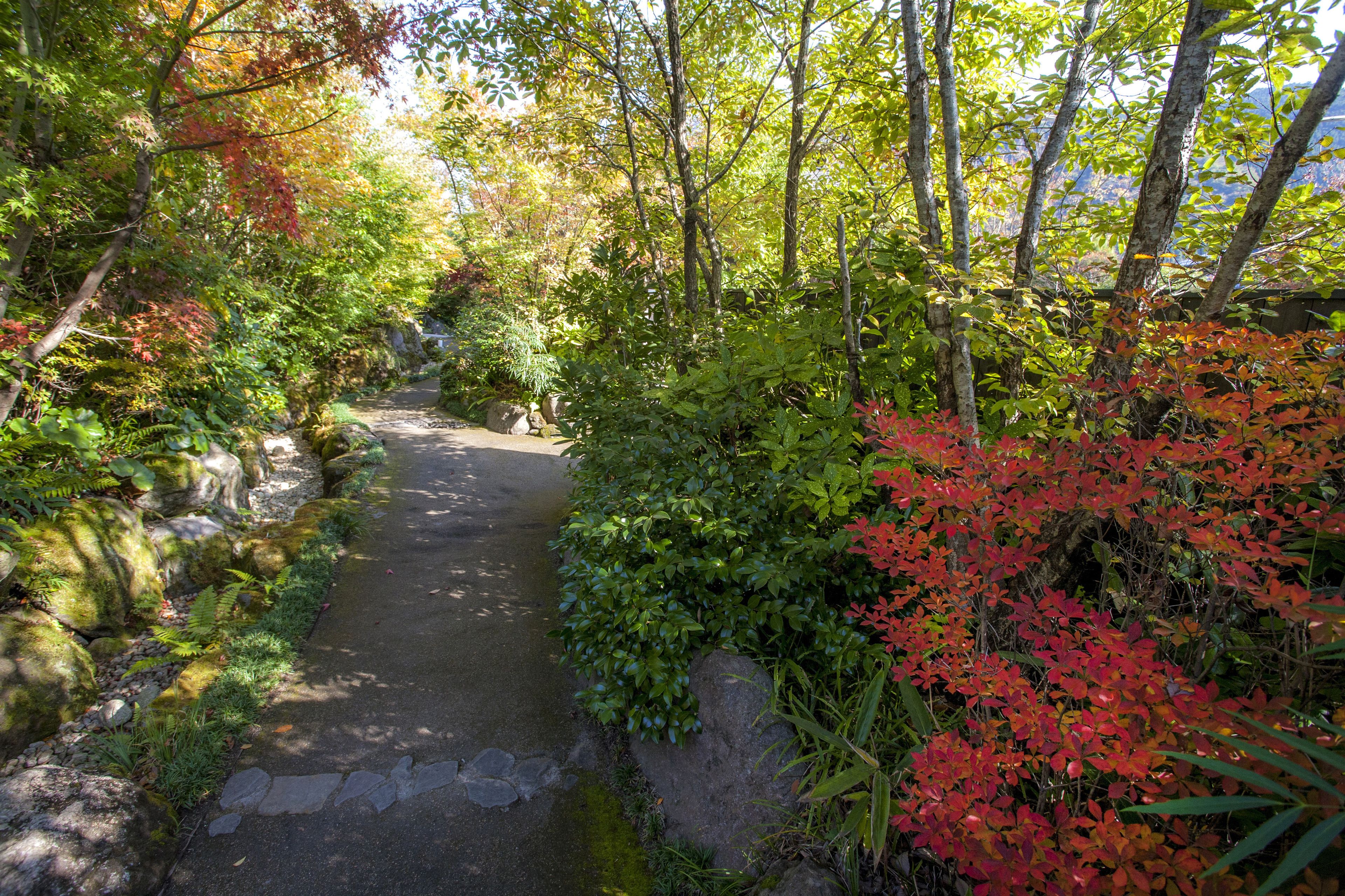 A narrow pathway surrounded by lush greenery and autumn foliage.