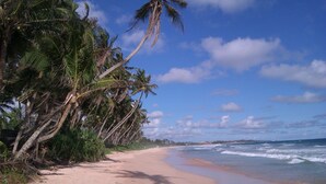 Una playa con palmeras y olas del océano.