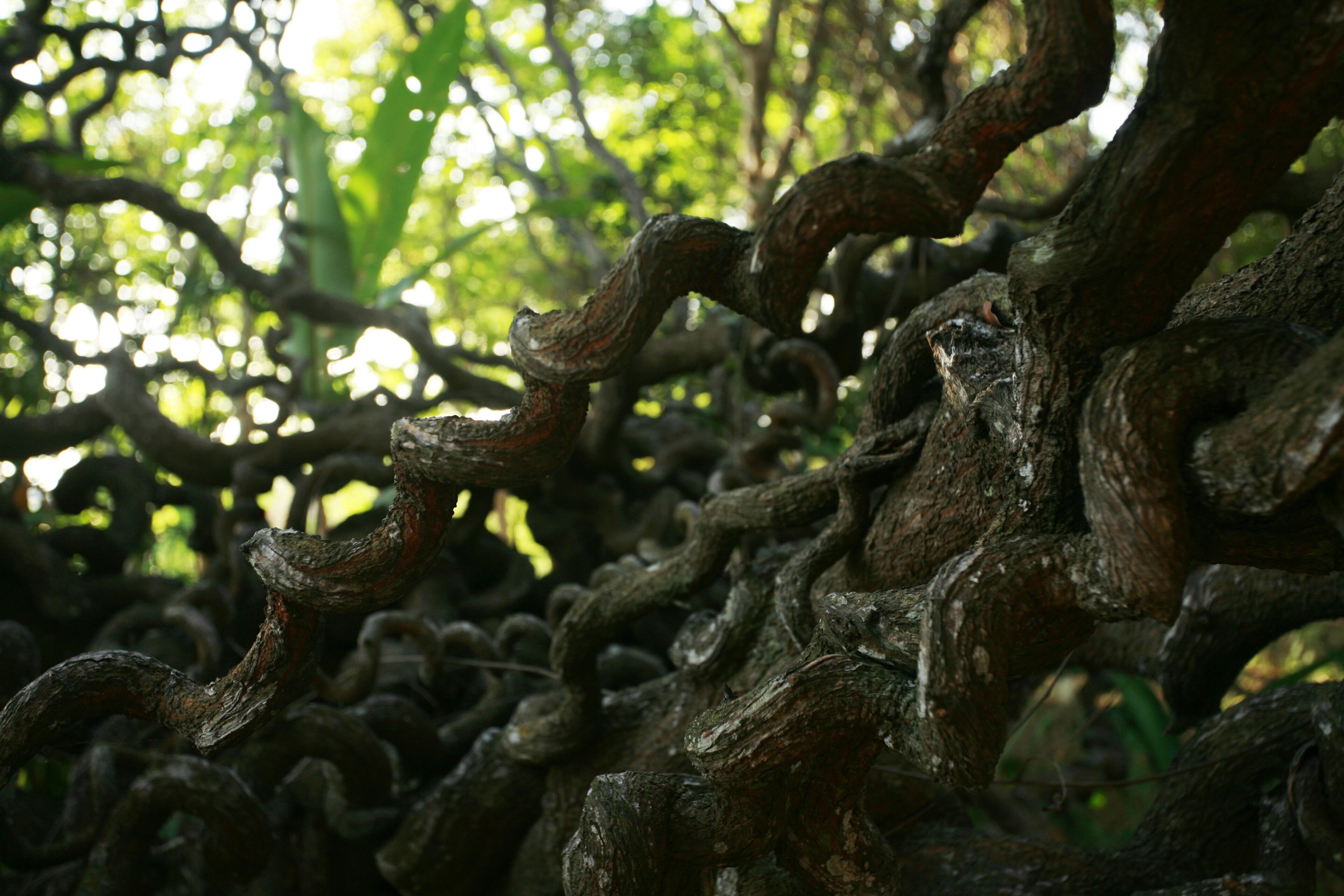 A close-up of intertwined tree branches in a forest.