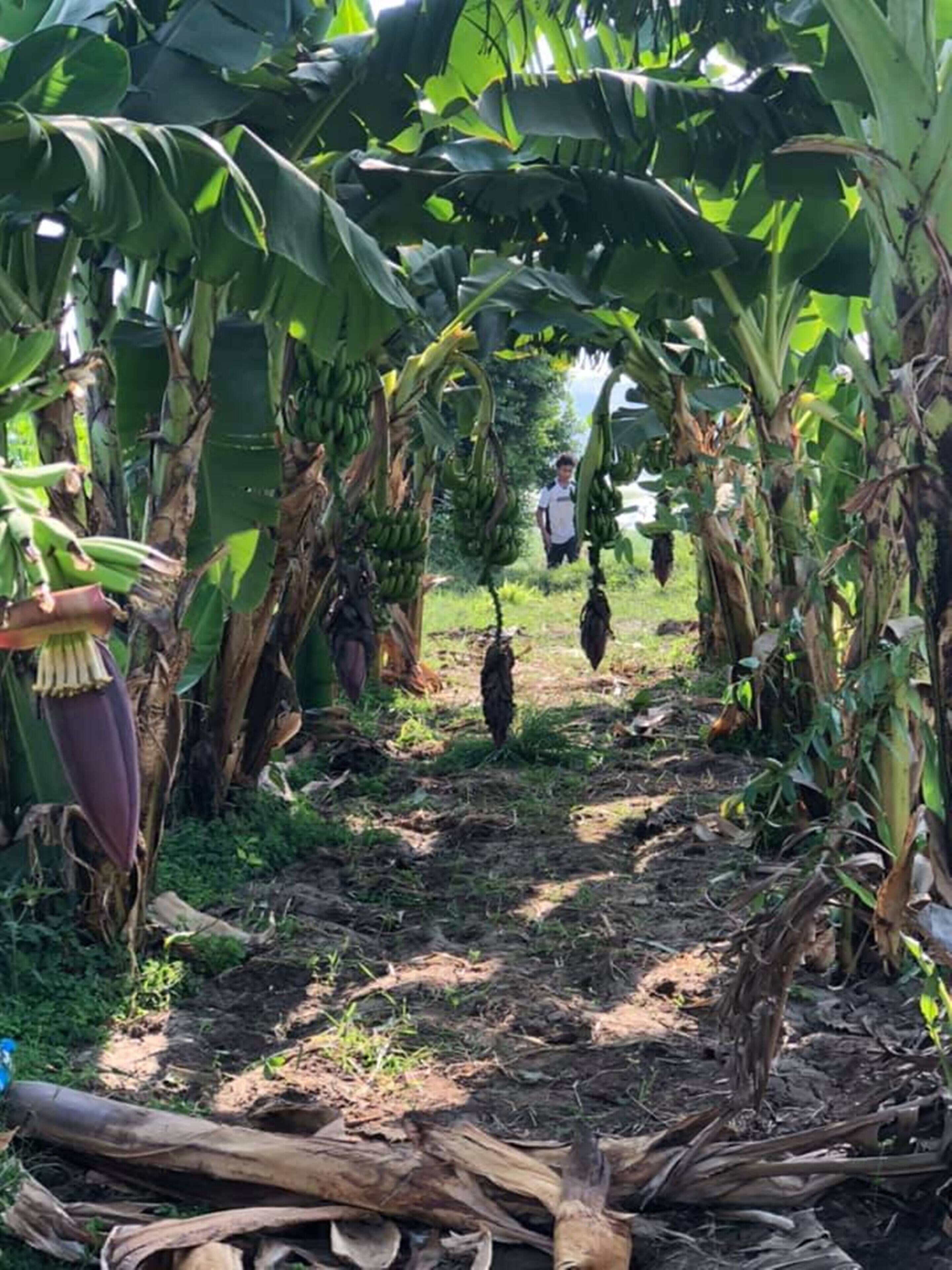 Photo - Nile Compound