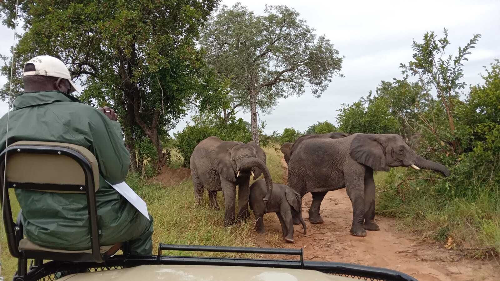 Un véhicule de safari dans lequel se trouve une personne portant une veste verte et une casquette blanche, qui observe des éléphants.