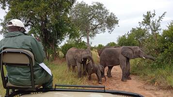 Un véhicule de safari dans lequel se trouve une personne portant une veste verte et une casquette blanche, qui observe des éléphants.