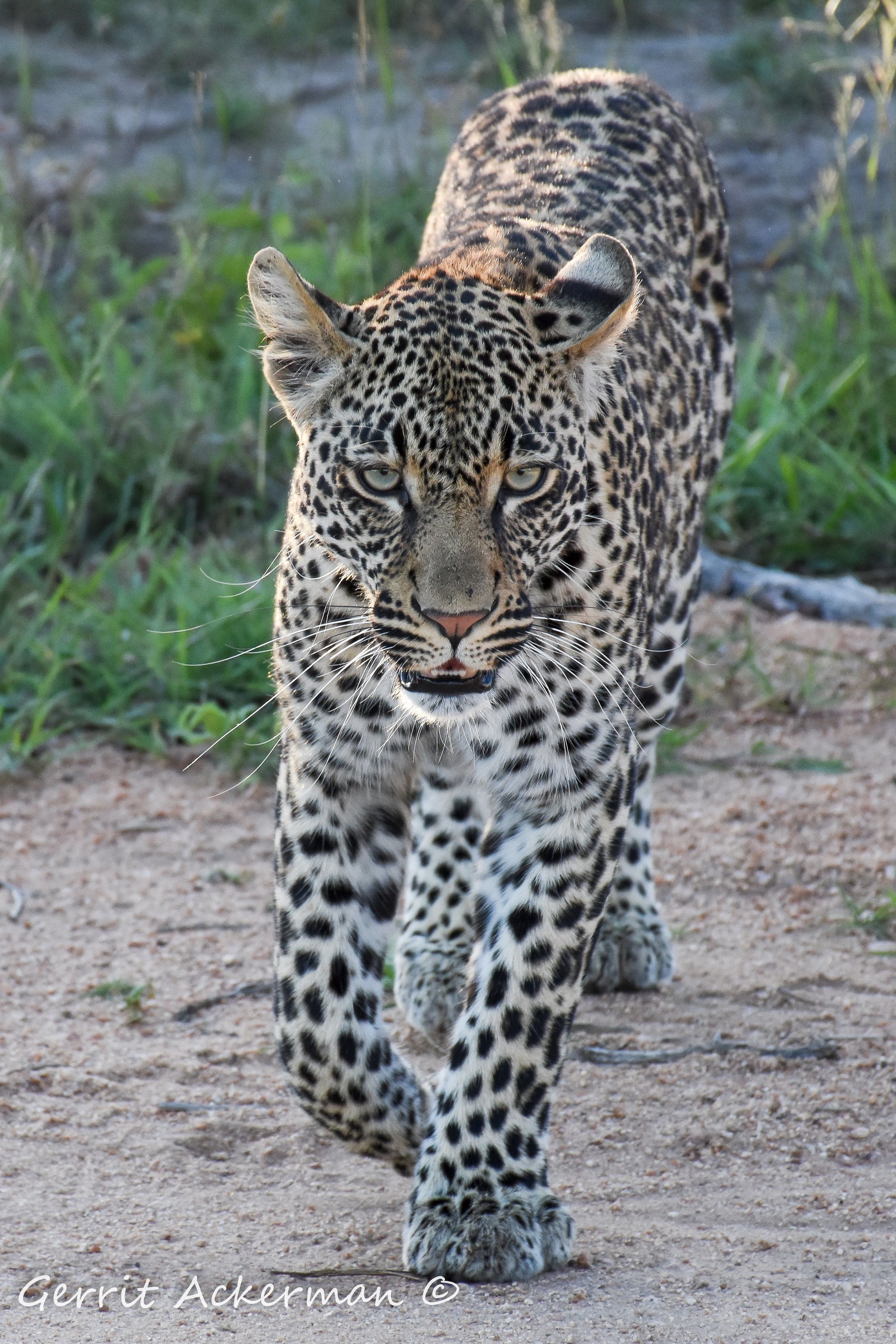 A leopard walking on a dirt path.