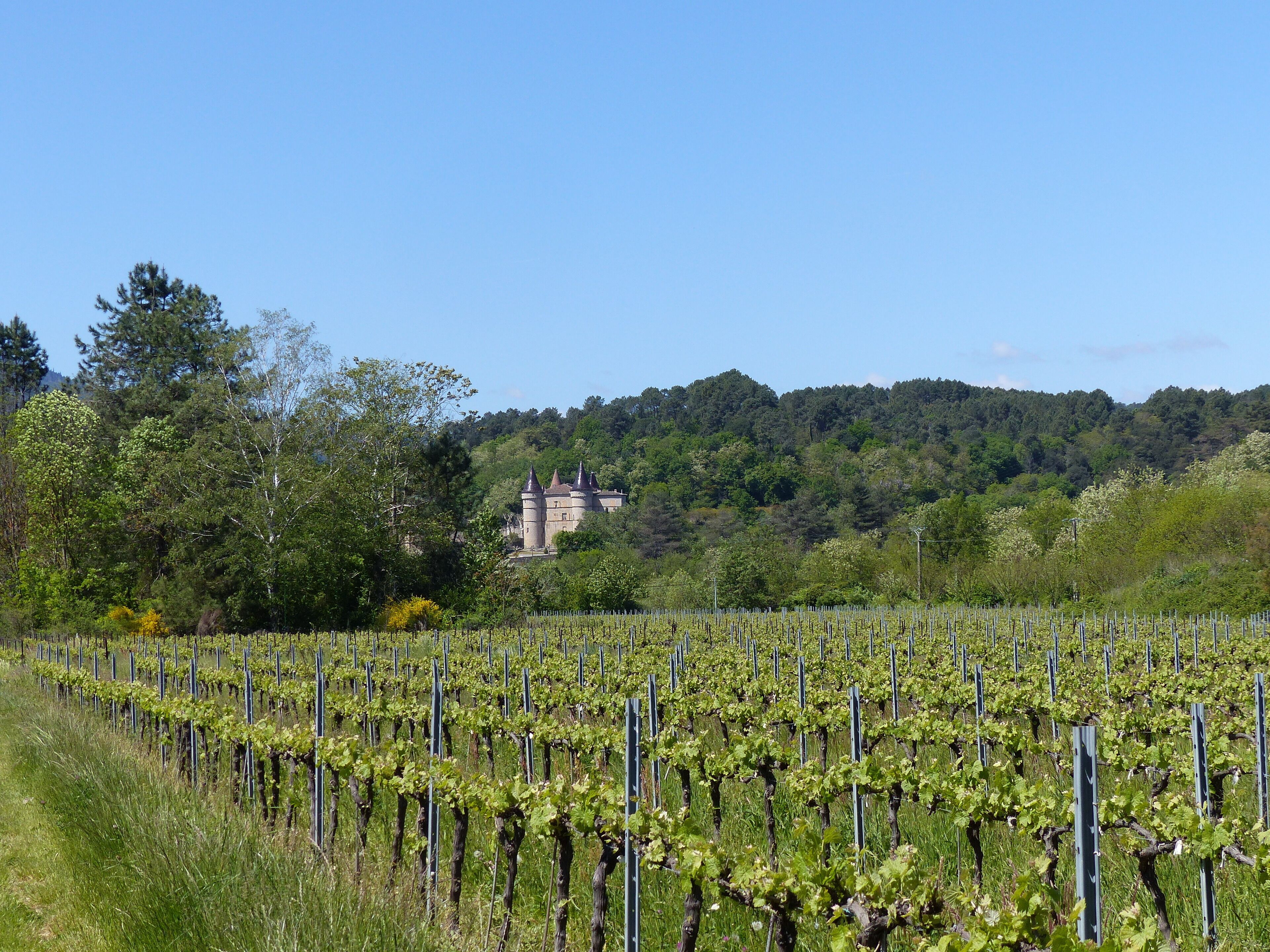A vineyard with rows of grapevines and a castle in the background.