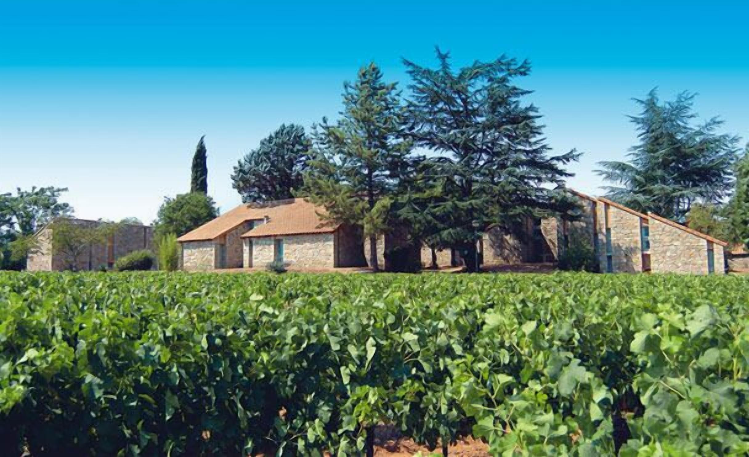 Viñedo con hileras de vides y un edificio de piedra con tejado de tejas.