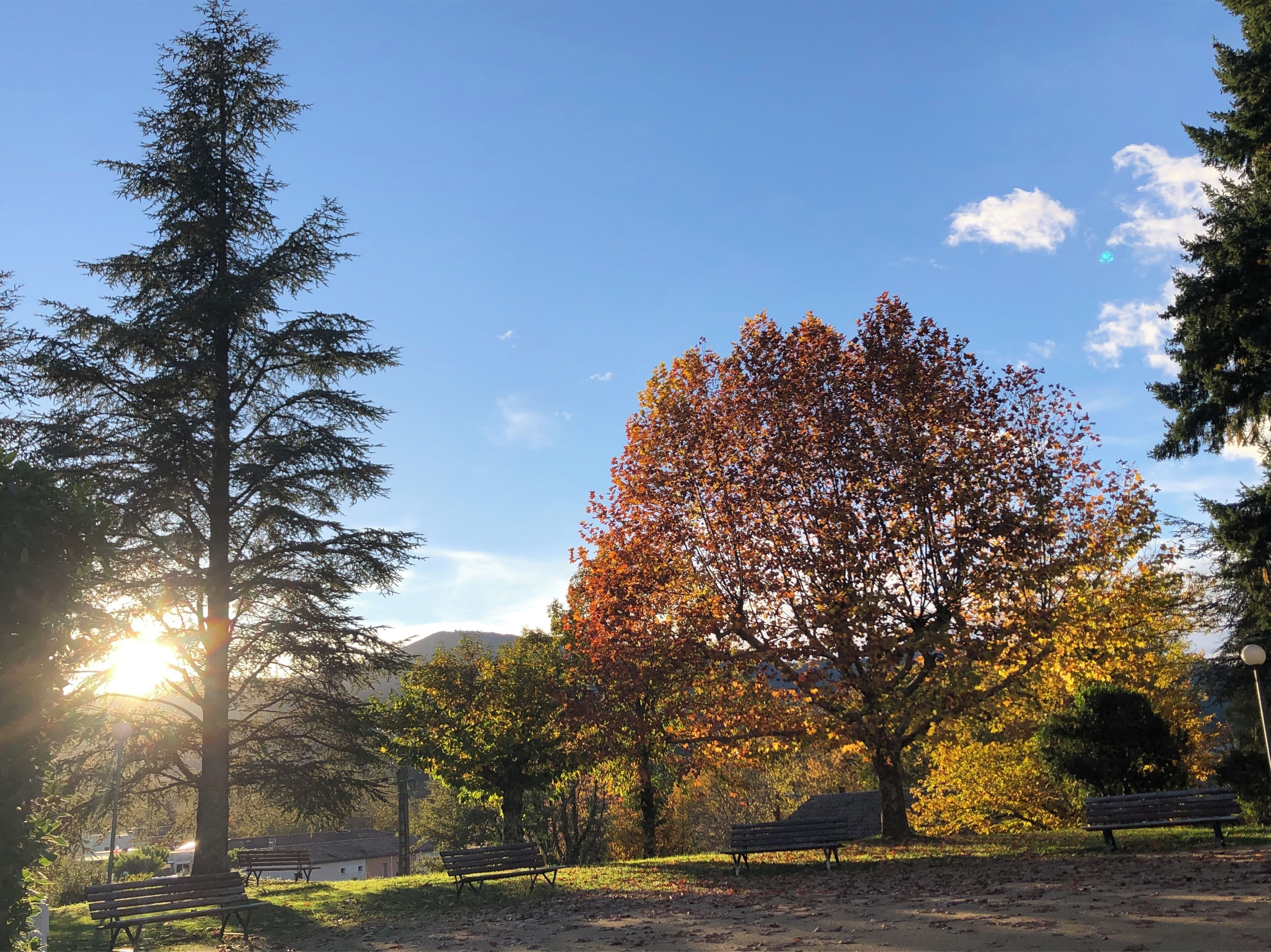 Ein Park mit Bänken und Bäumen, darunter ein markanter Baum mit Herbstlaub.
