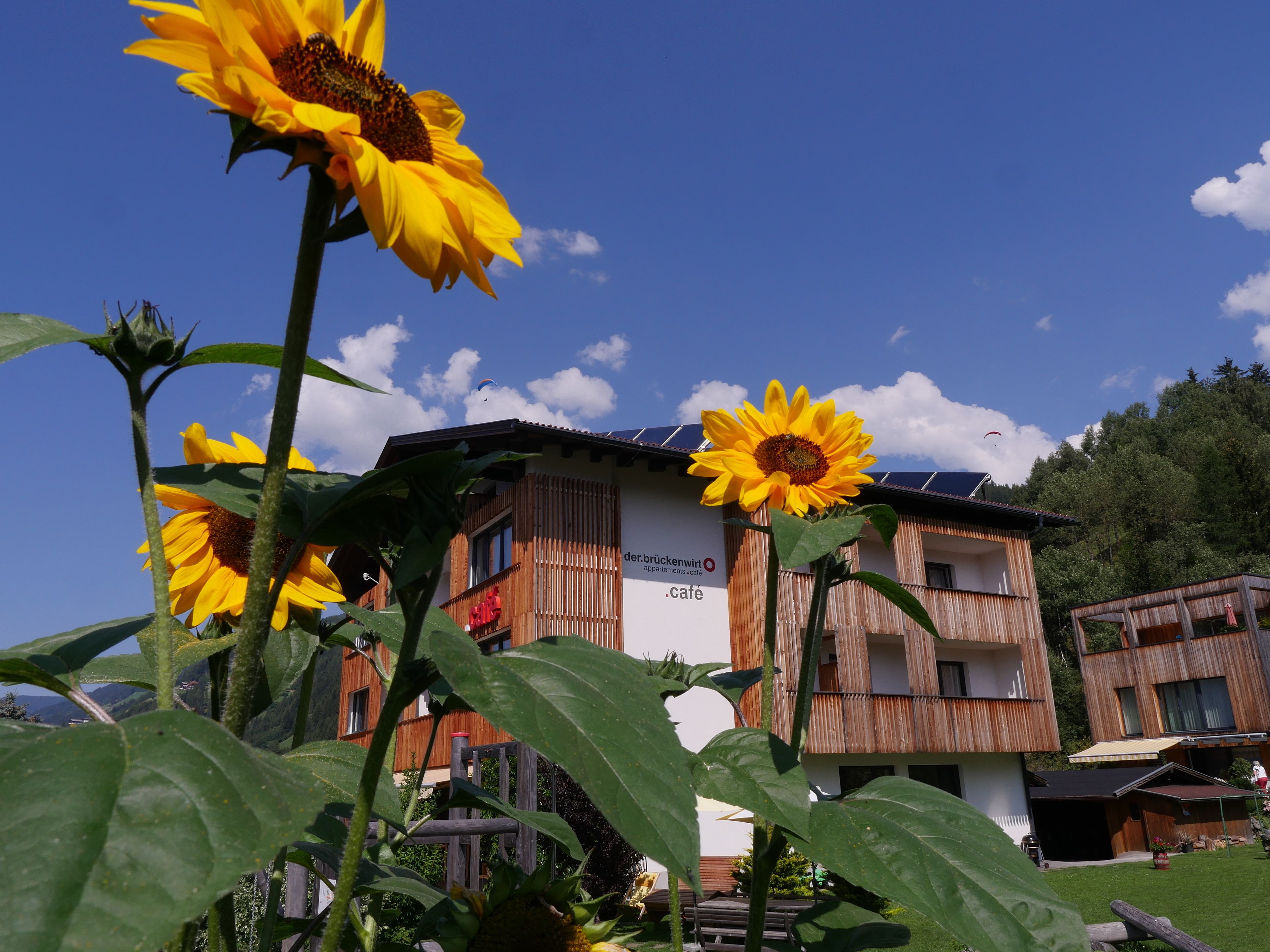 Un edificio con letrero de cafetería, rodeado de girasoles y un cielo azul despejado.