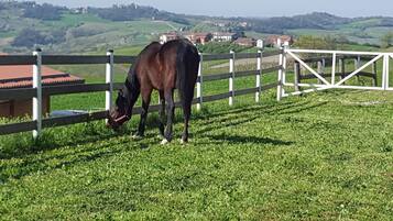 A horse grazing in a fenced pasture with a view of houses in the background.