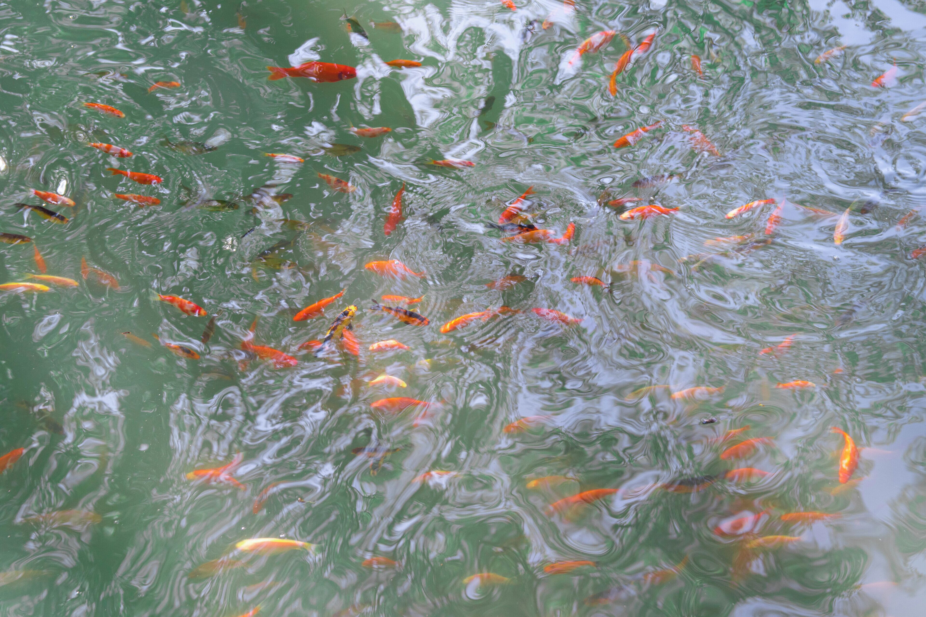 Un estanque con numerosos peces koi nadando.
