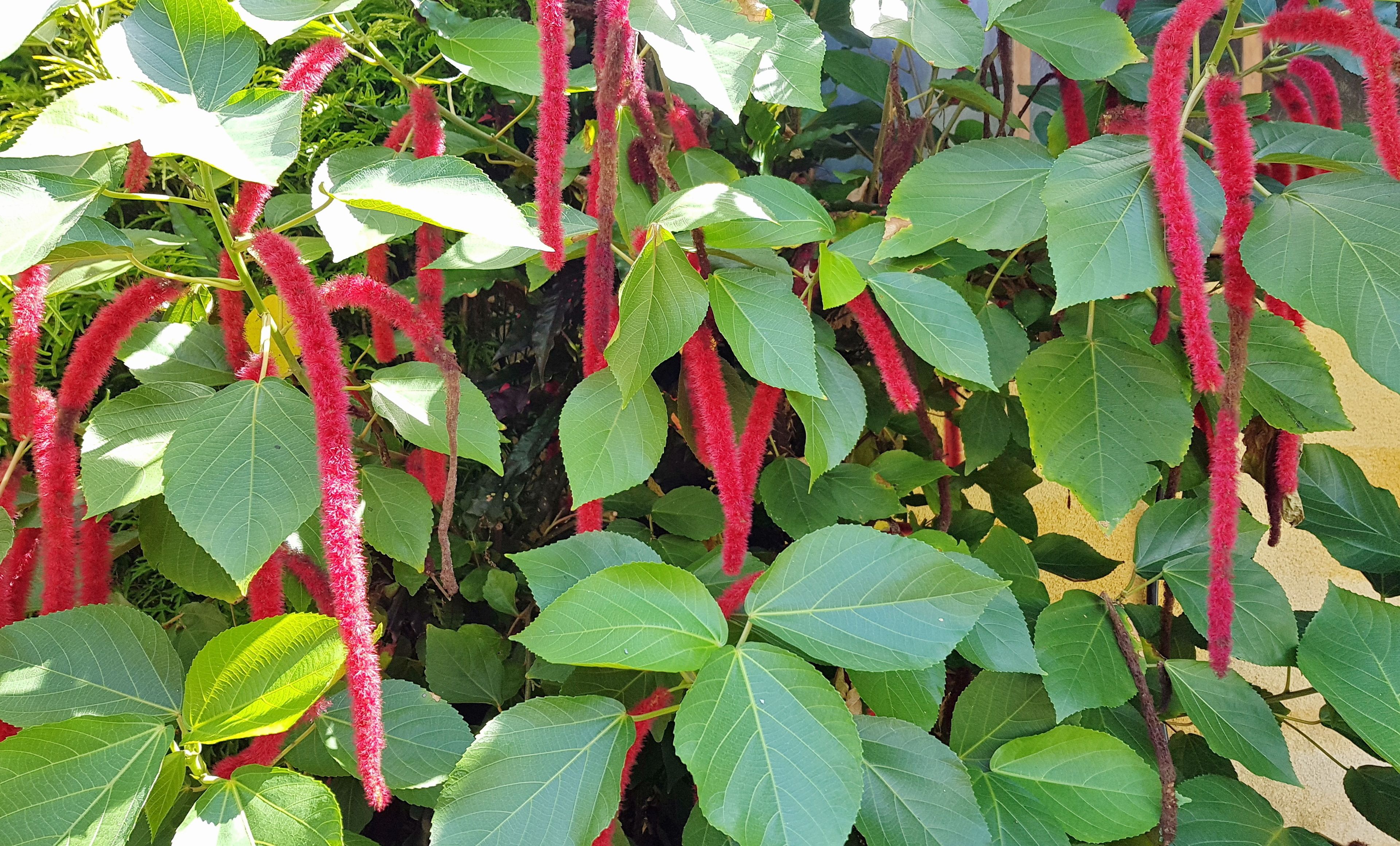 A plant with green leaves and red hanging structures.
