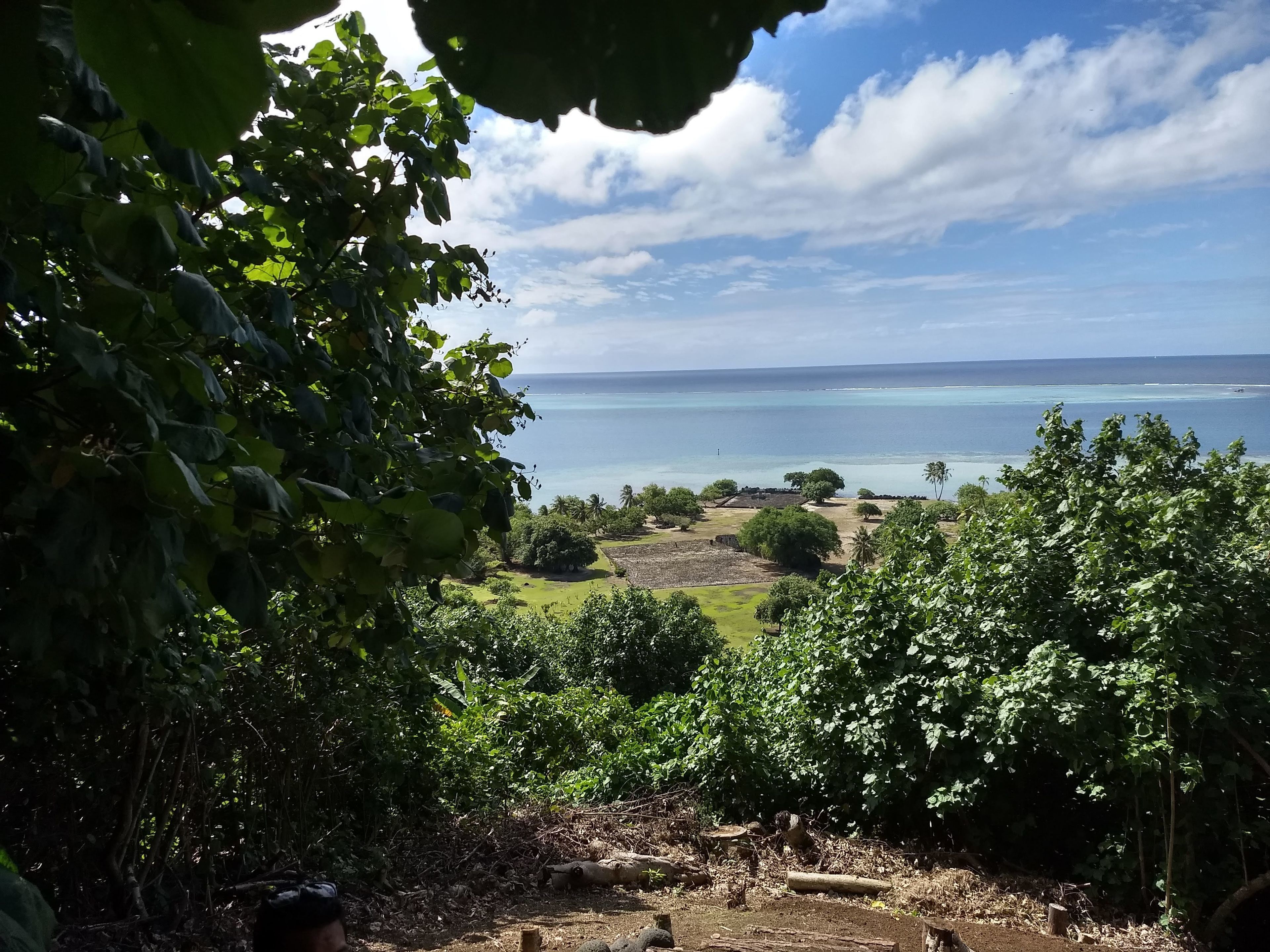 A view of a coastal landscape with a clear sky, trees, and a distant body of water.