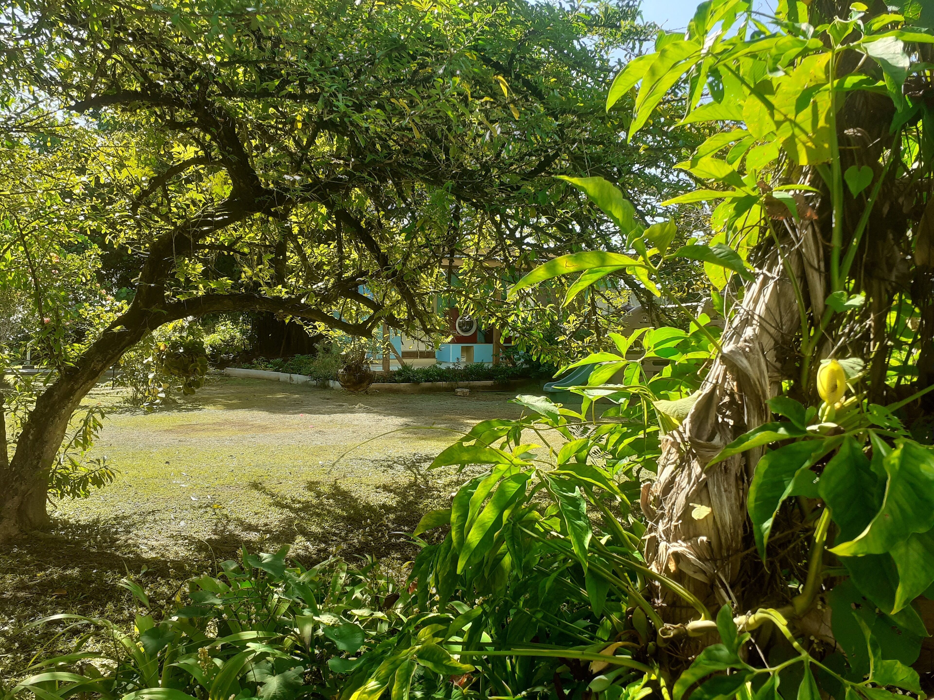 Un jardín con un árbol grande, una zona de césped y un edificio al fondo.