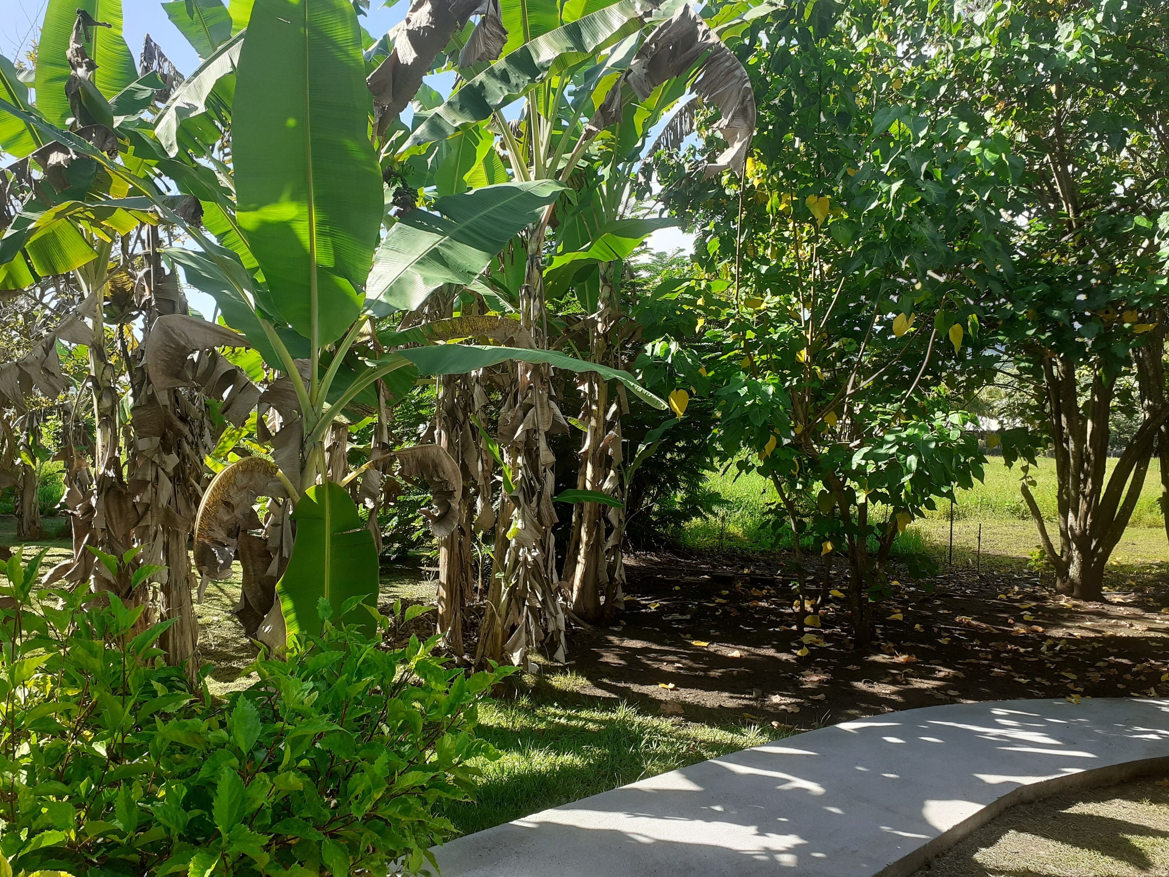 A garden with banana trees, a concrete path, and a grassy area.