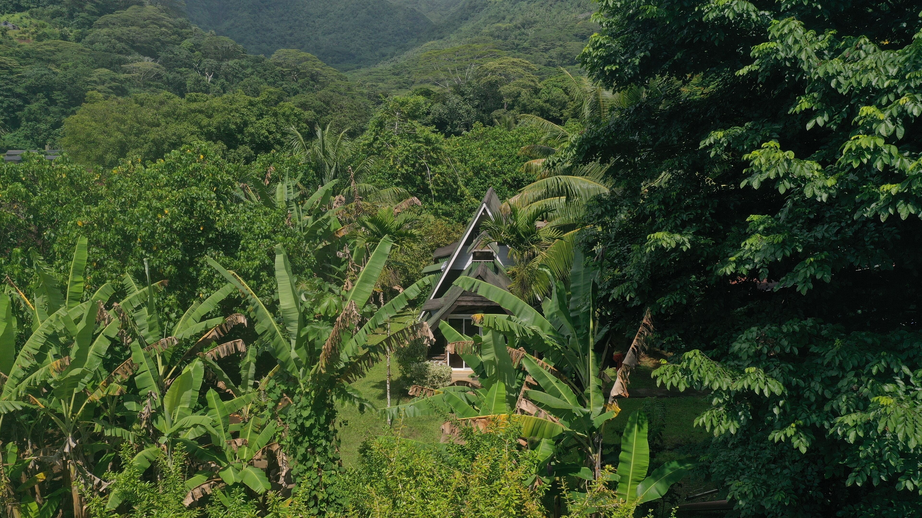 A house surrounded by dense tropical vegetation, including large banana plants.