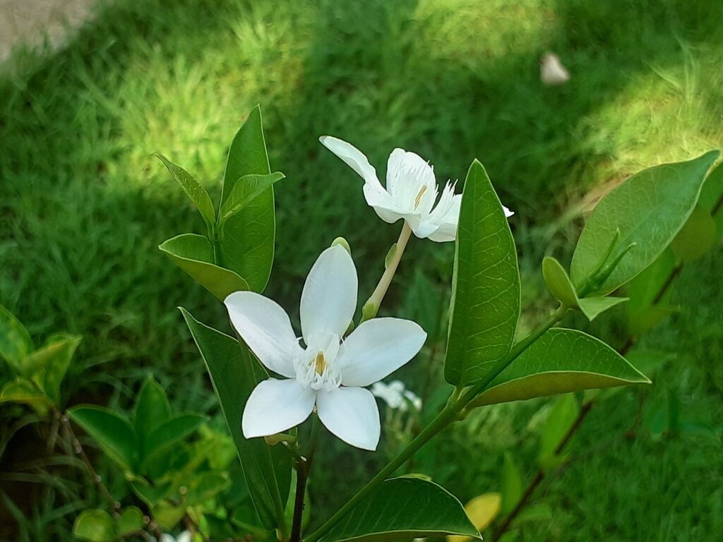 Een witte bloem met groene bladeren in een tuin.