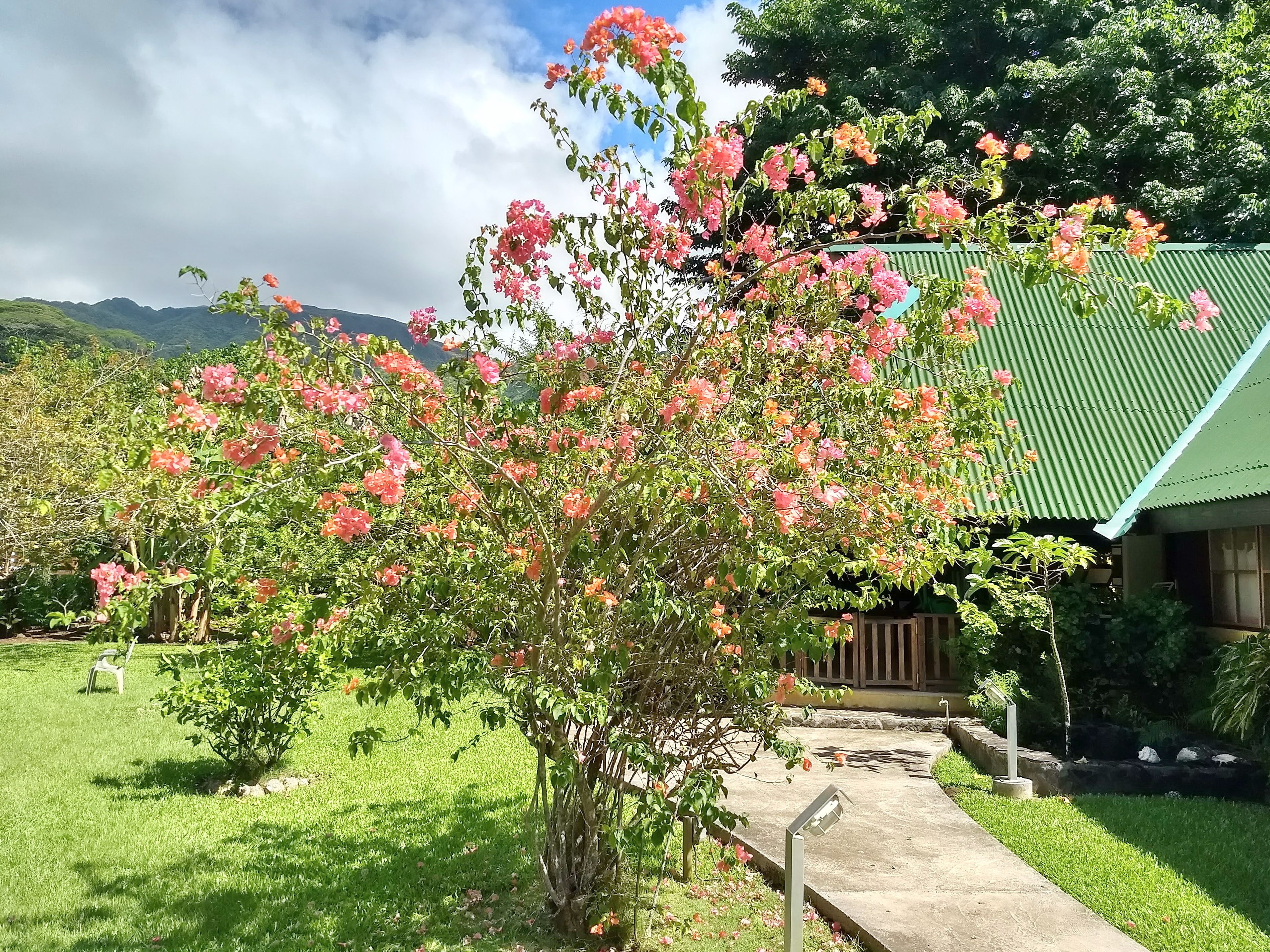 A lush garden with a prominent flowering tree, a concrete pathway, and a green-roofed building.