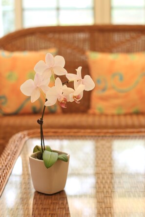 Une petite orchidée en pot est posée sur une table en osier, avec une chaise en rotin et un coussin en arrière-plan.