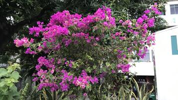 Jardín