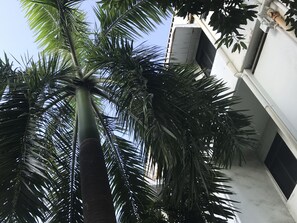 A tall palm tree in an outdoor area with a building in the background. - Lai Ming Hotel (Singapore)