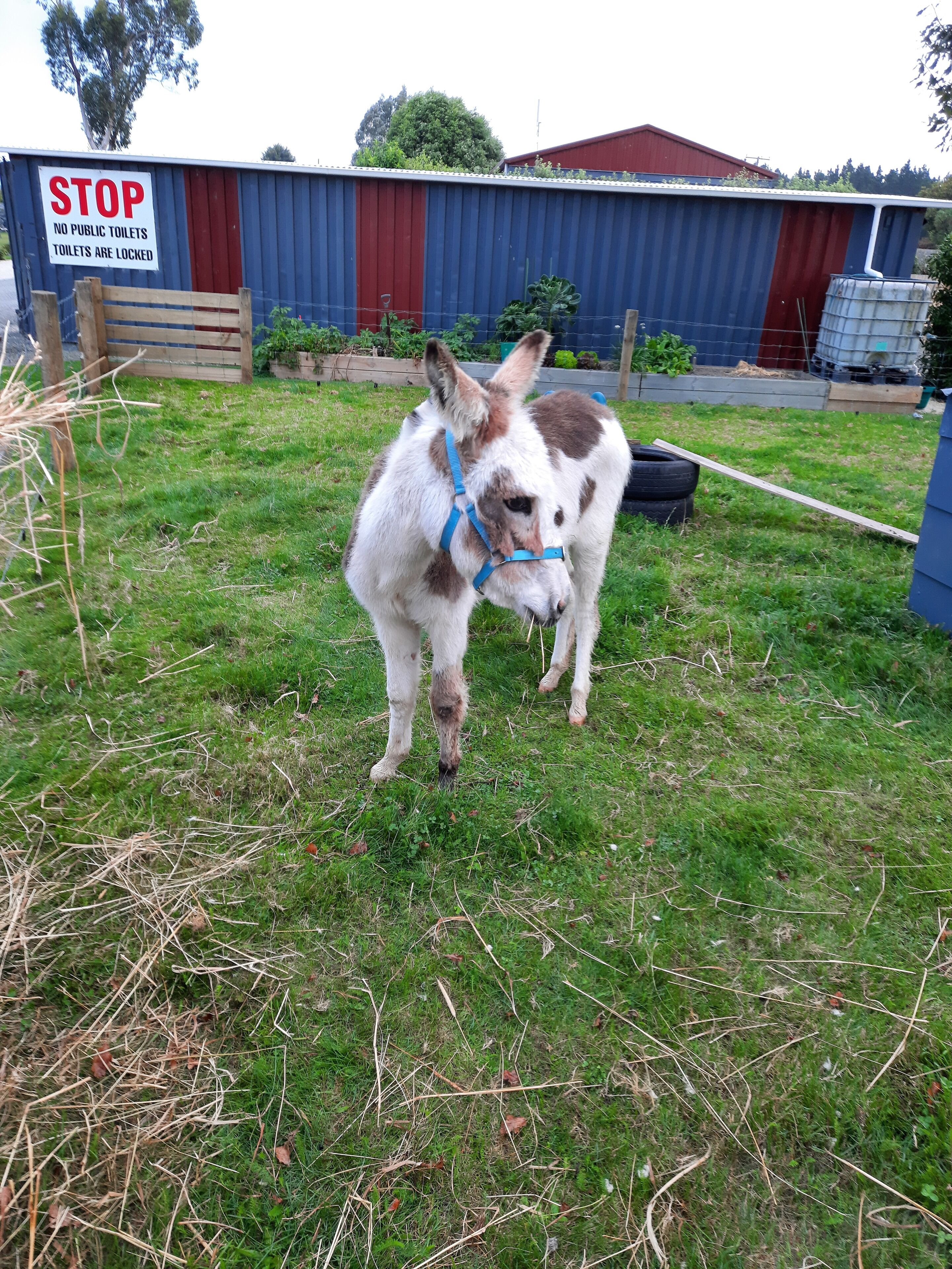 A donkey in a grassy area with a sign that reads "STOP NO PUBLIC TOILETS TOILETS ARE LOCKED" in the background.