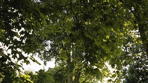 A grassy field with two wooden benches and a table under a large tree.