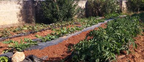 A vegetable garden with rows of plants, a stone wall, and trees in the background.