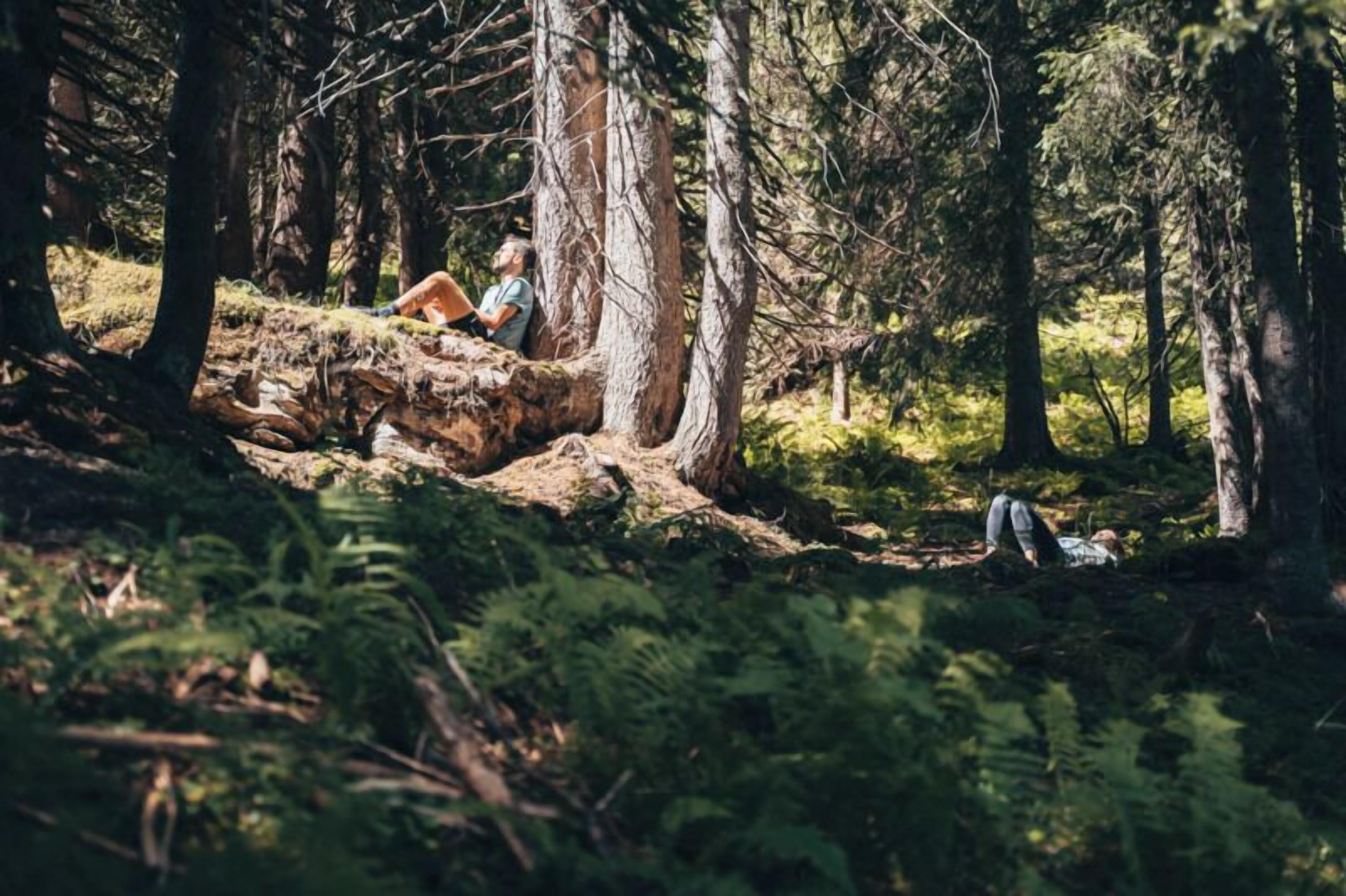 A forest scene with a large fallen tree trunk and a person sitting on it.