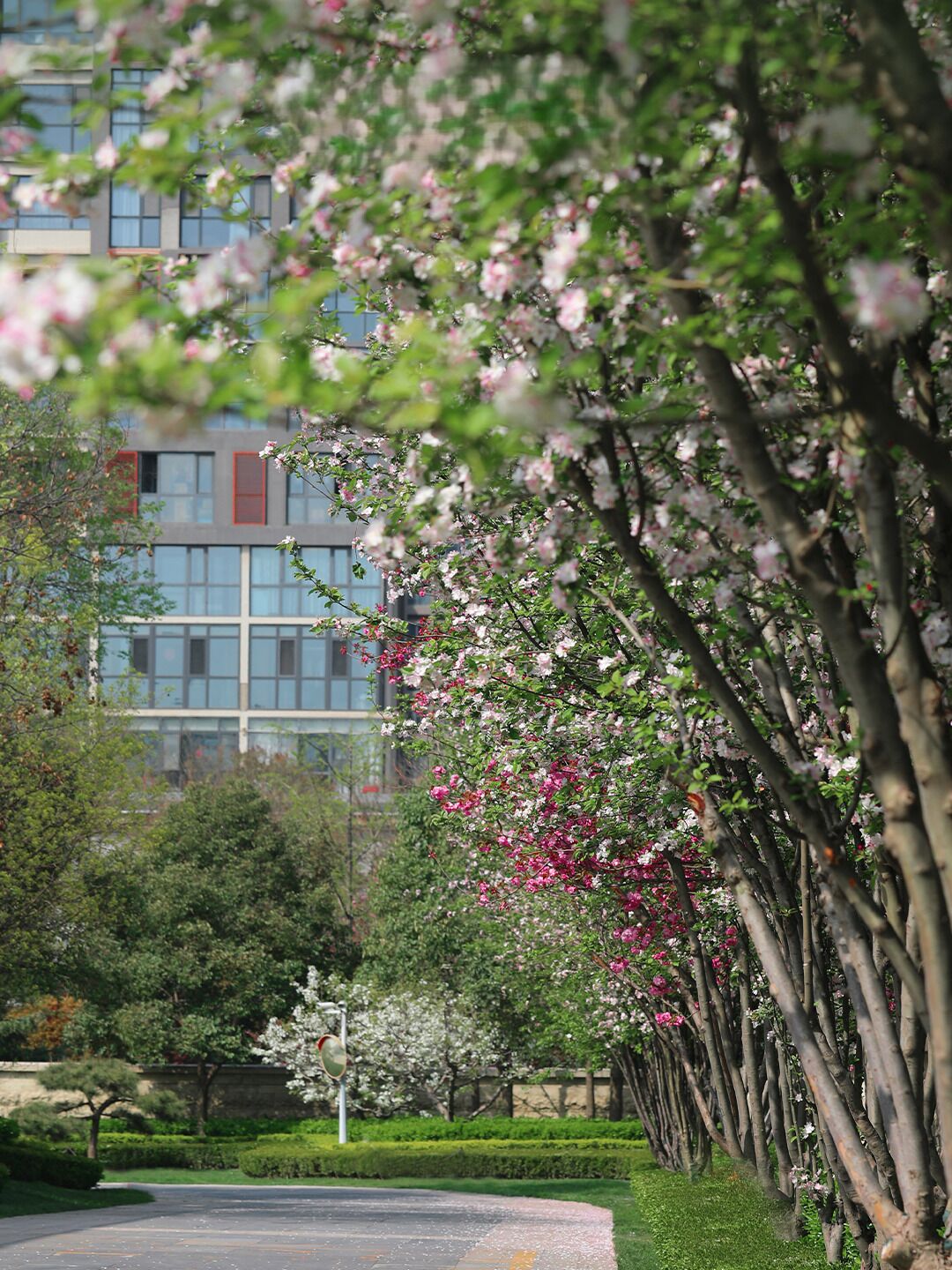 A tree-lined pathway with a building in the background.