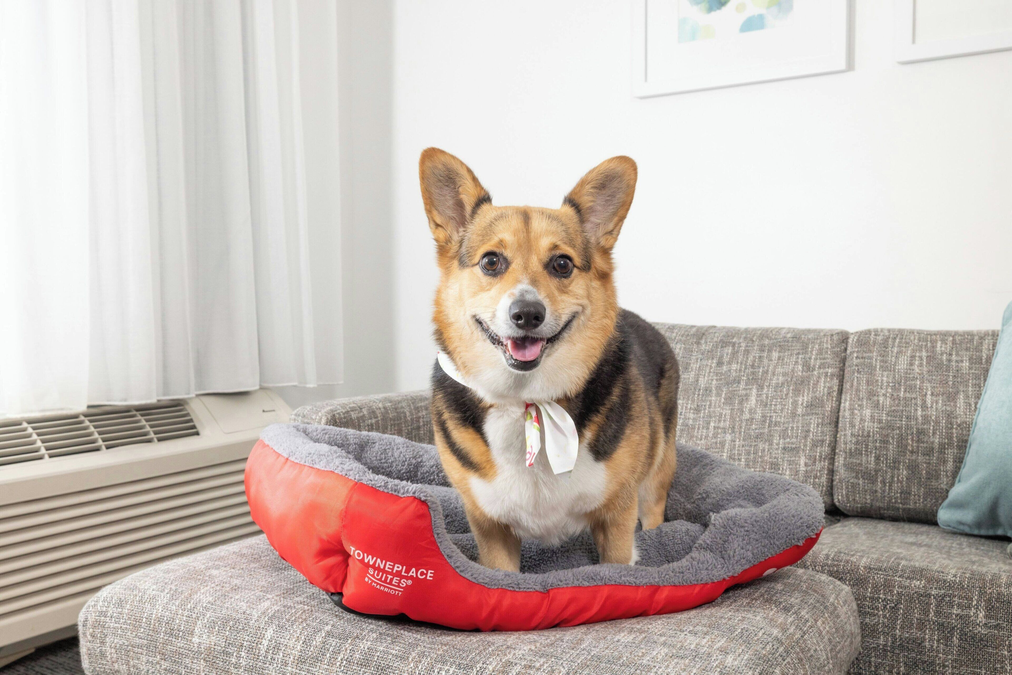 A dog in a pet bed on a sofa with a vent and a picture frame in the background.