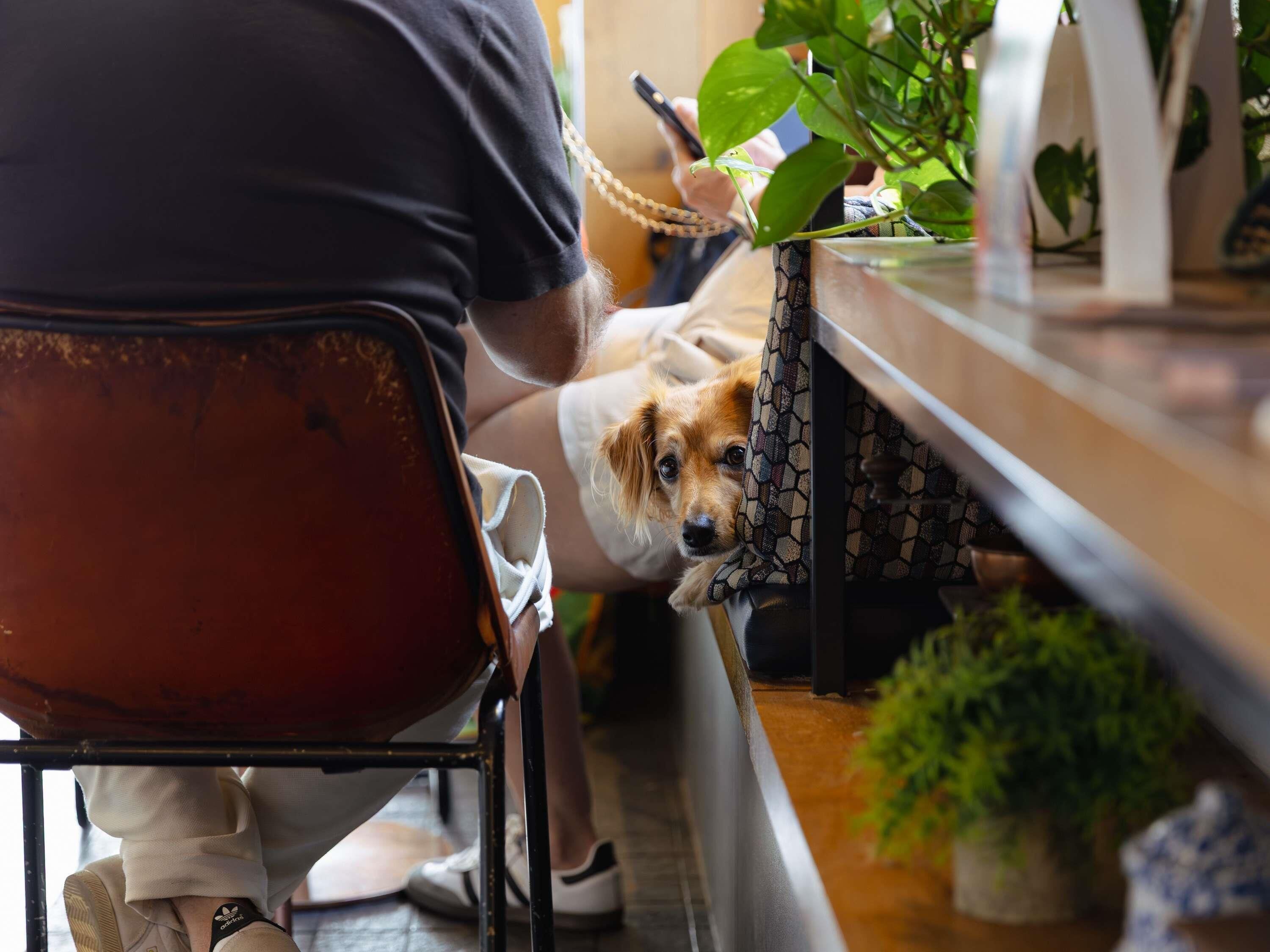Una persona sentada a una mesa con un perro asomándose por el borde, rodeada de plantas en macetas y un mantel estampado.