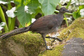 A bird perched on a moss-covered rock. - Myers Creek Cascades Luxury Cottages (Healesville)
