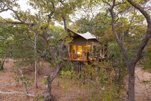 Double Room (Safari Tent) | Premium bedding, memory foam beds, individually furnished, desk - Mukambi Fig Tree Bush Camp – All Inclusive (Kafue National Park)