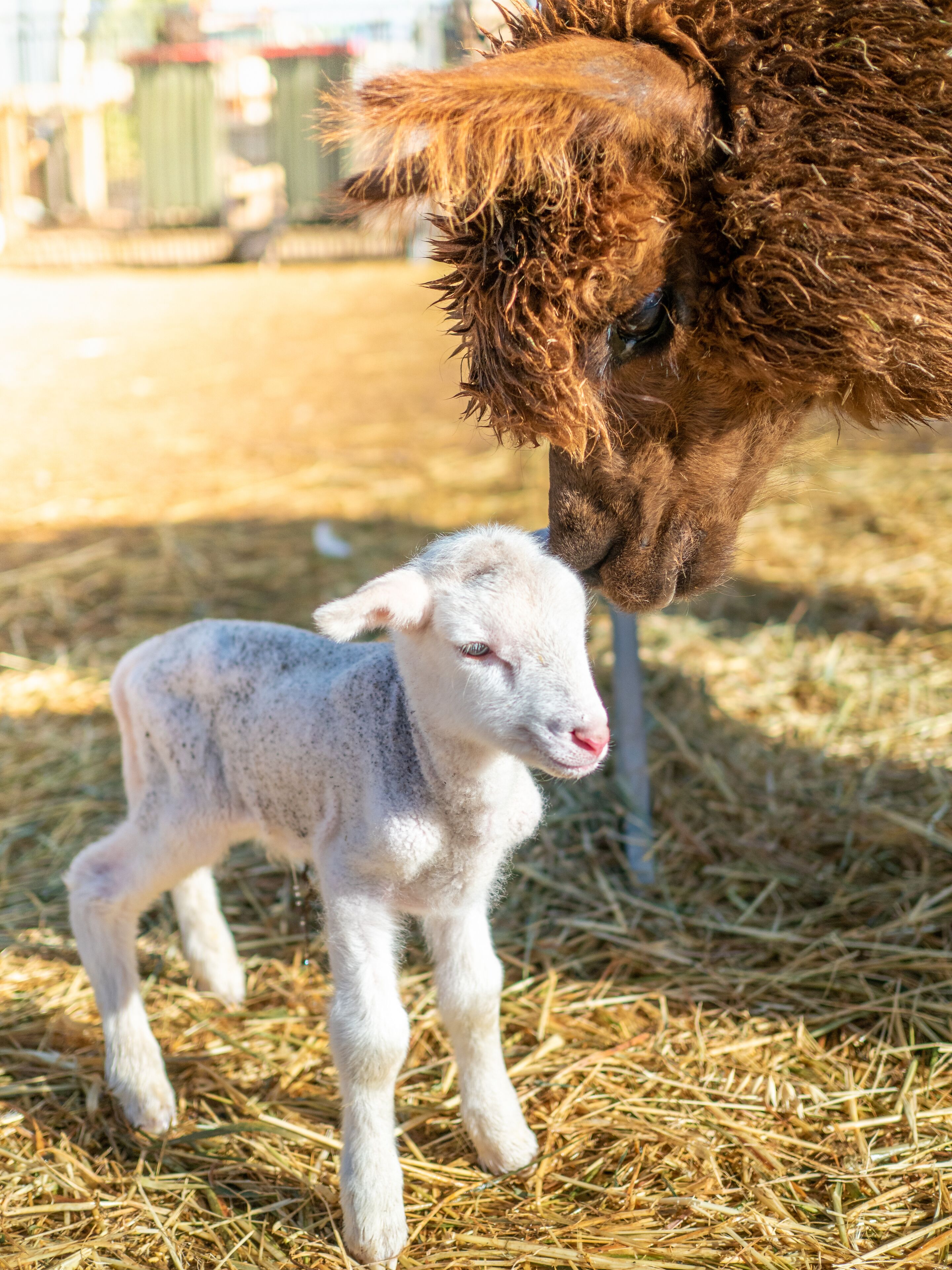 Wallaroo Holiday Park — image 28