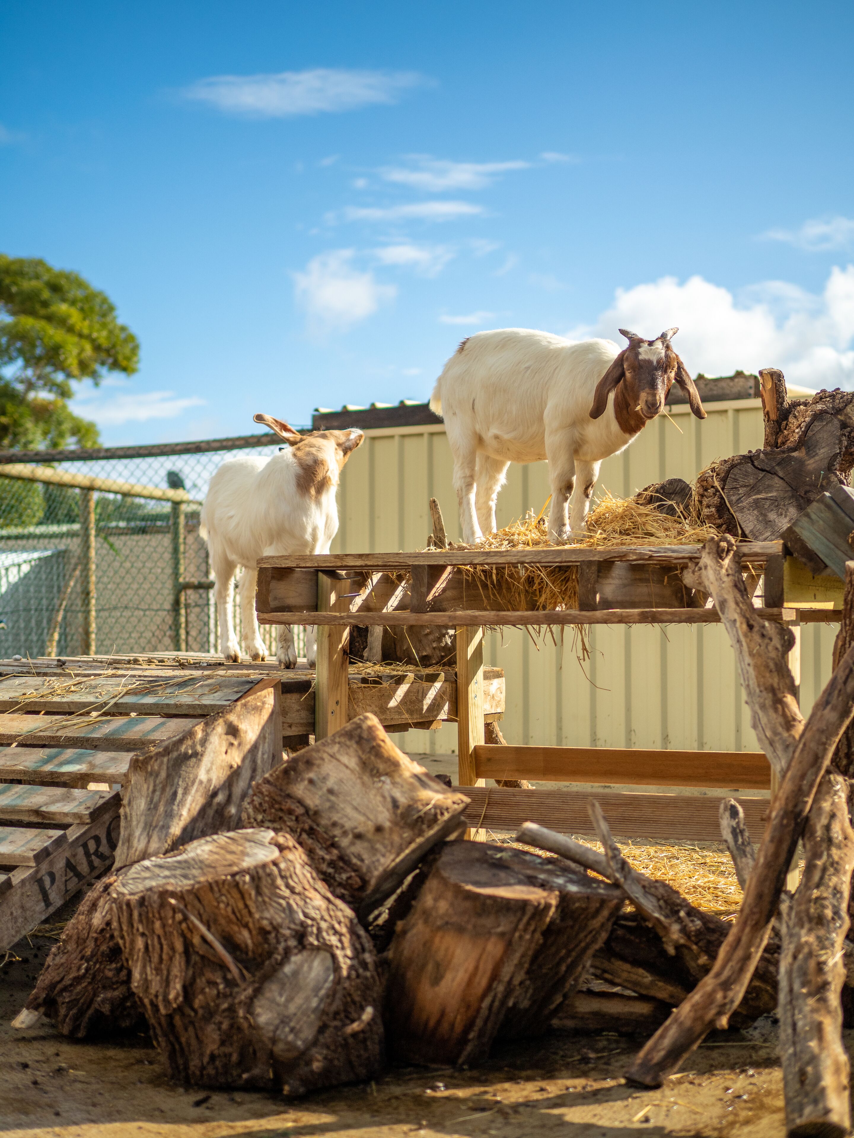 Wallaroo Holiday Park — image 26