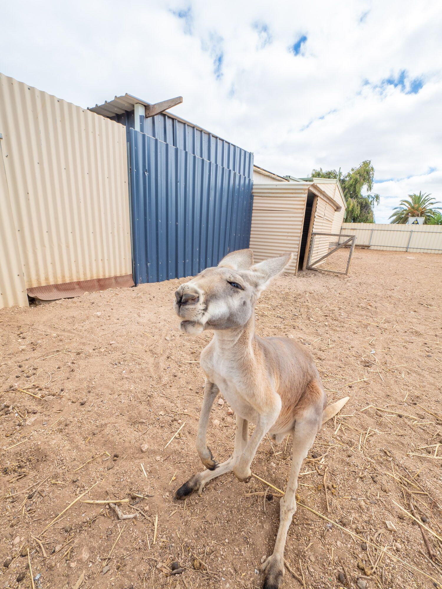 Wallaroo Holiday Park — image 24