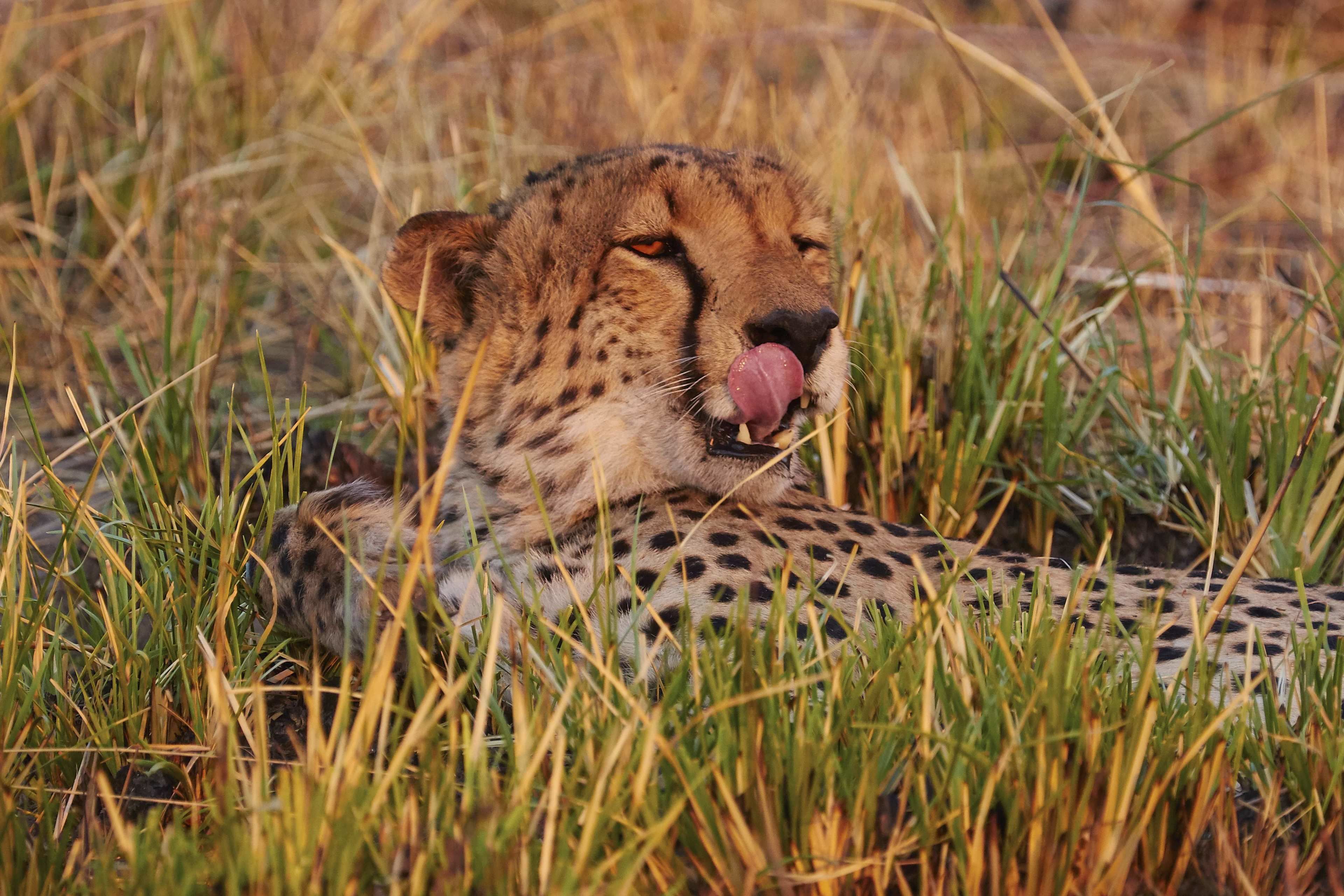A cheetah lying in tall grass.