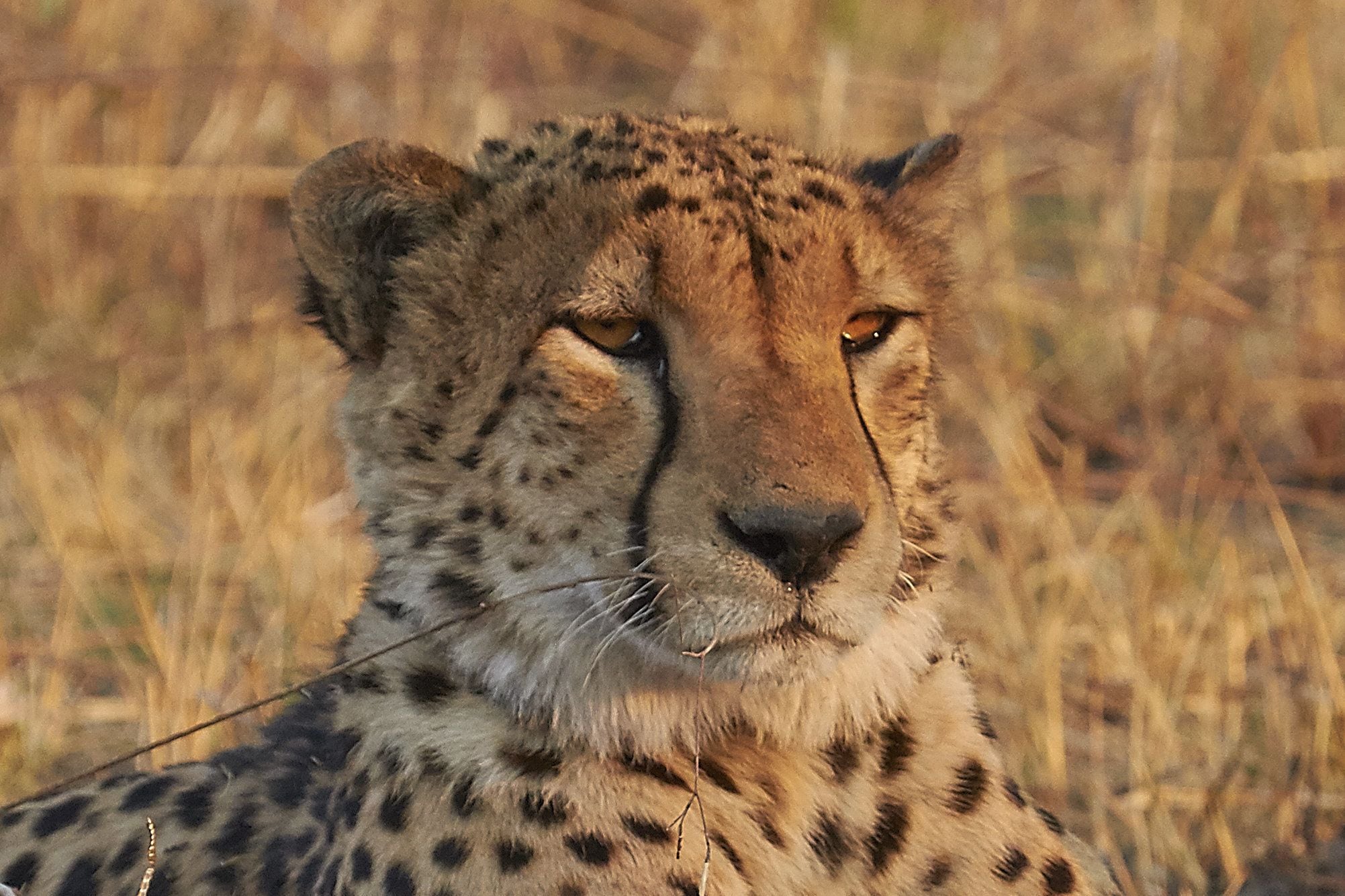 A cheetah in a natural setting with tall grasses.