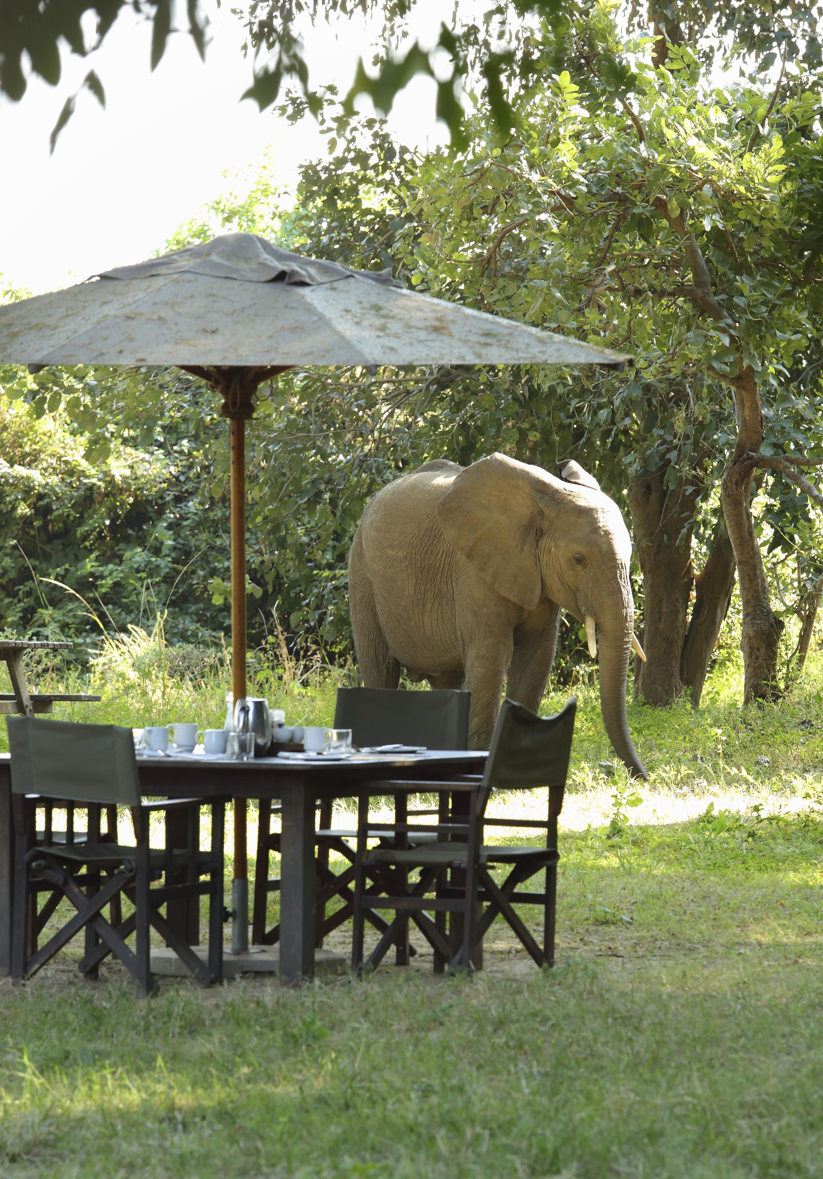 An elephant near a dining table with chairs and an umbrella.