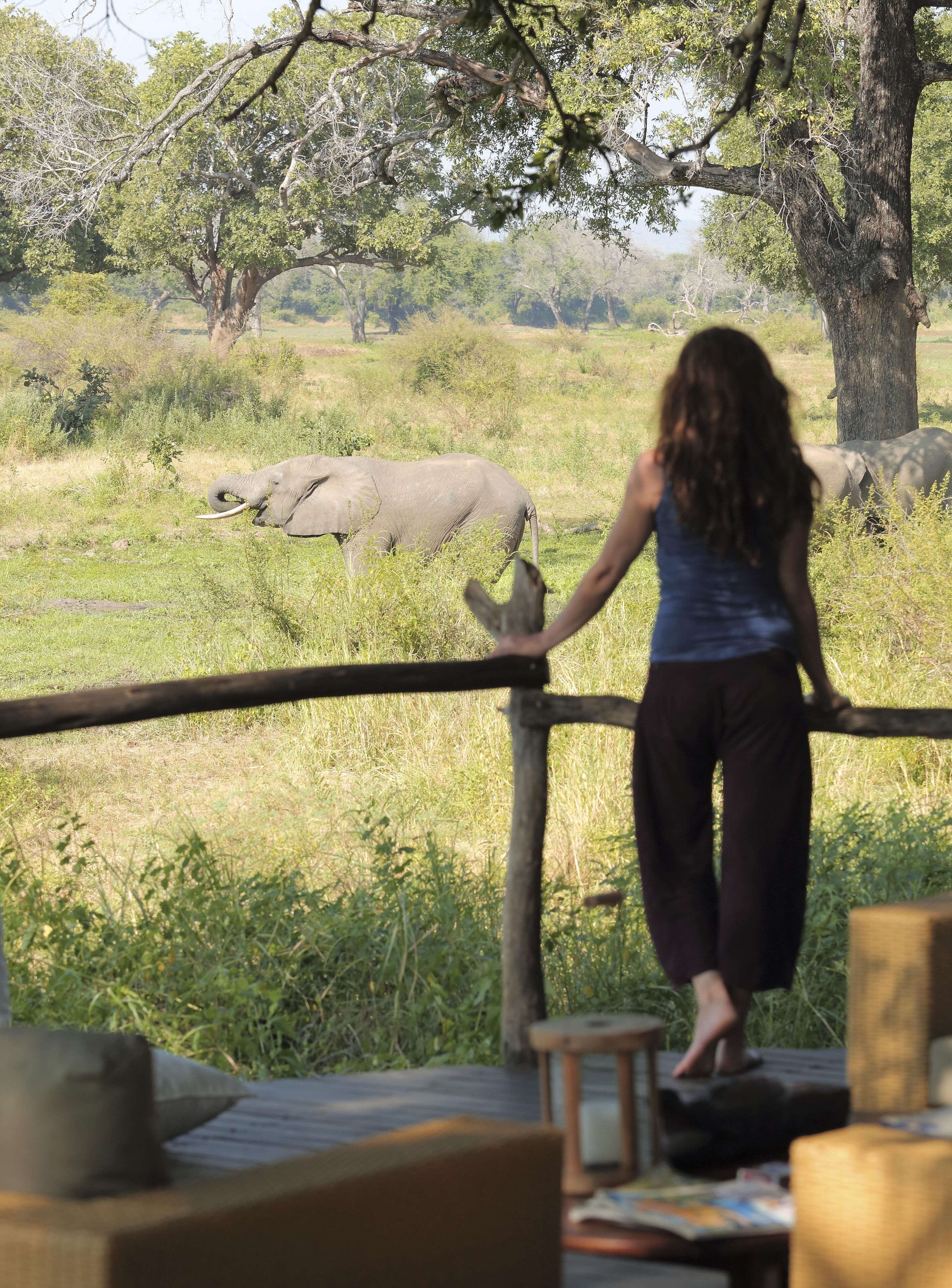 A person standing on a wooden deck overlooking a grassy area with elephants.